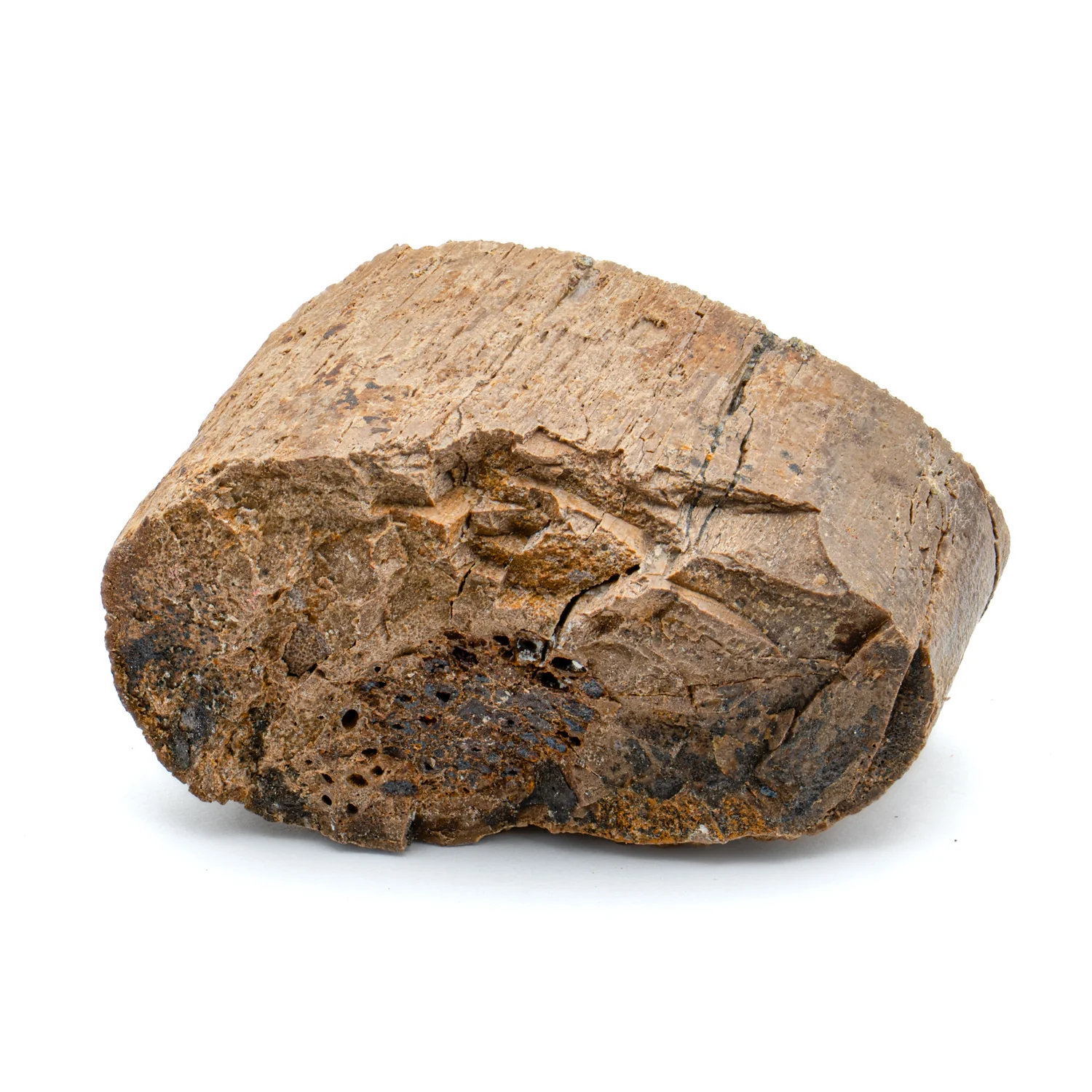 Raptor Bone - 1.504" Fossil Fragment - Image 5