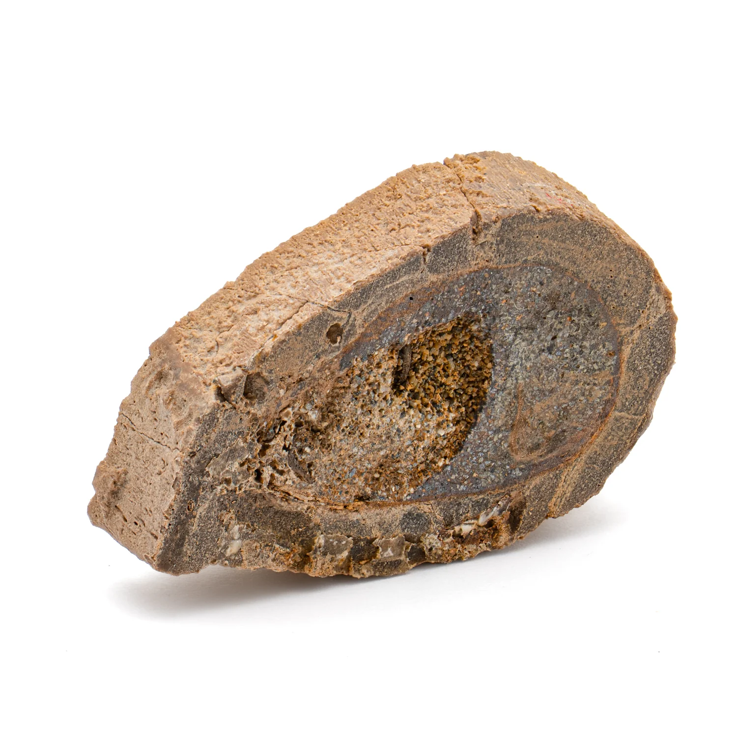 Raptor Bone - 1.552" Fossil Fragment - Image 2