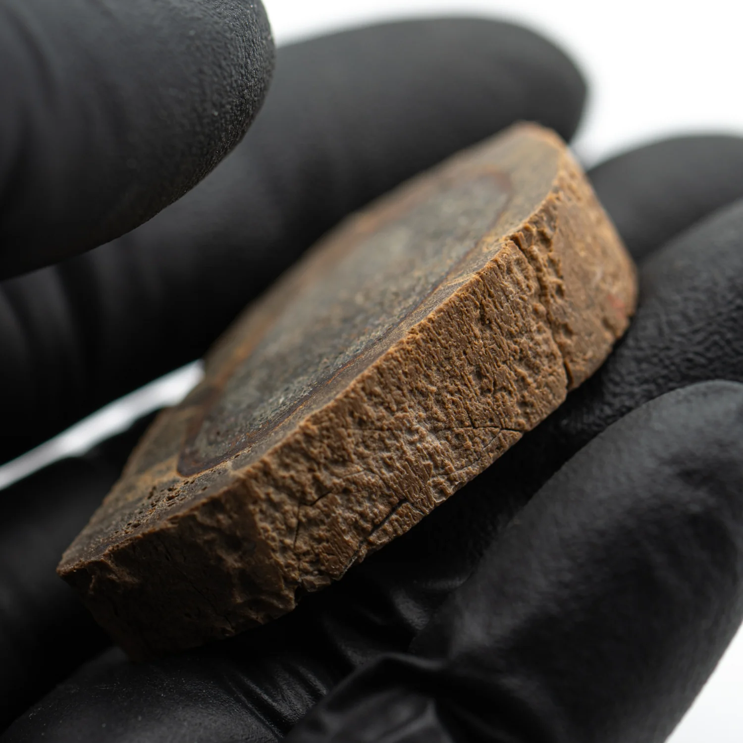 Raptor Bone - 1.552" Fossil Fragment - Image 3