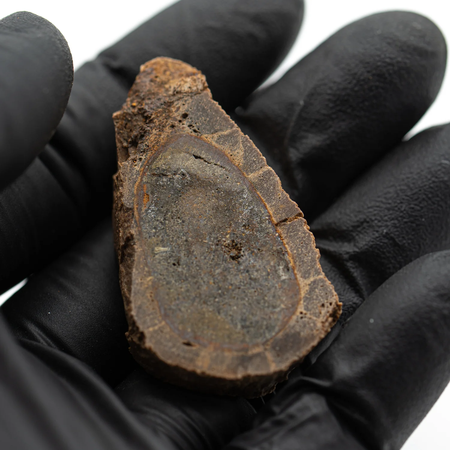 Raptor Bone - 1.712" Fossil Fragment