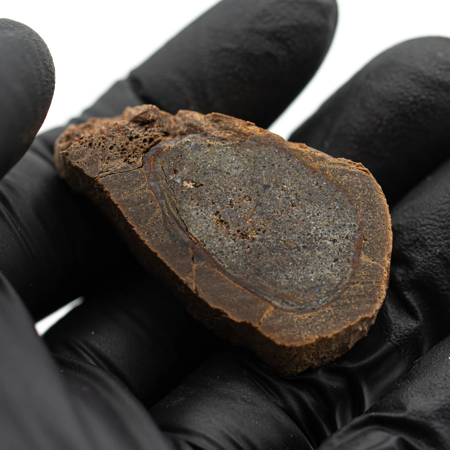 Raptor Bone - 1.712" Fossil Fragment - Image 3