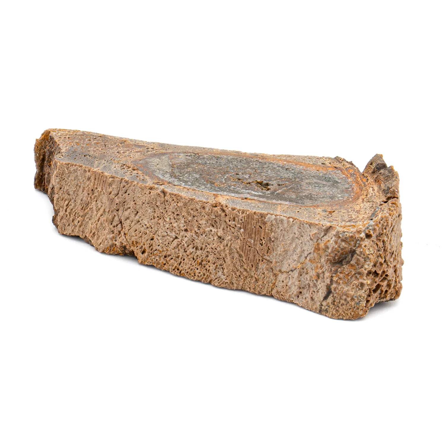 Raptor Bone - 2.062" Fossil Fragment - Image 3