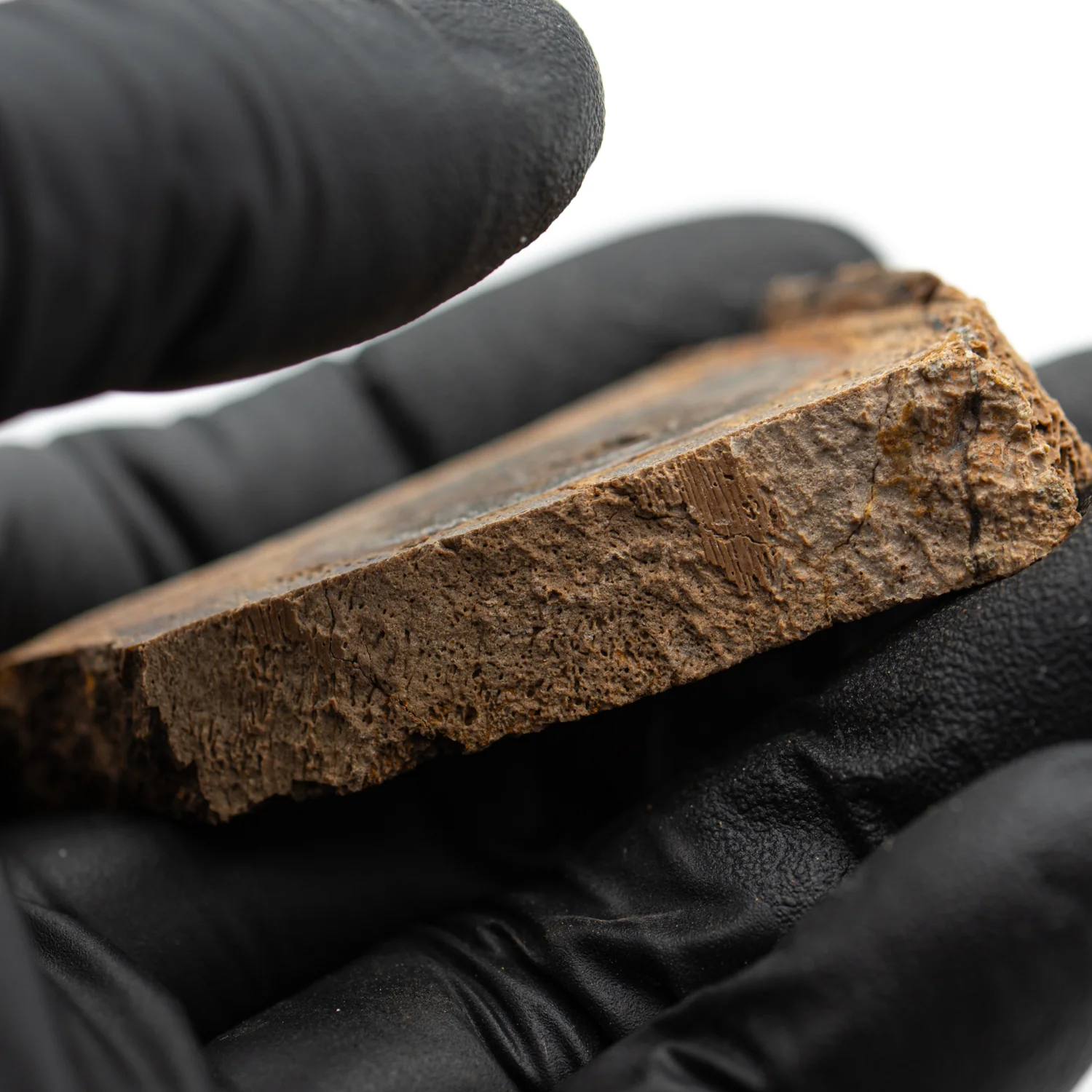 Raptor Bone - 2.062" Fossil Fragment - Image 4