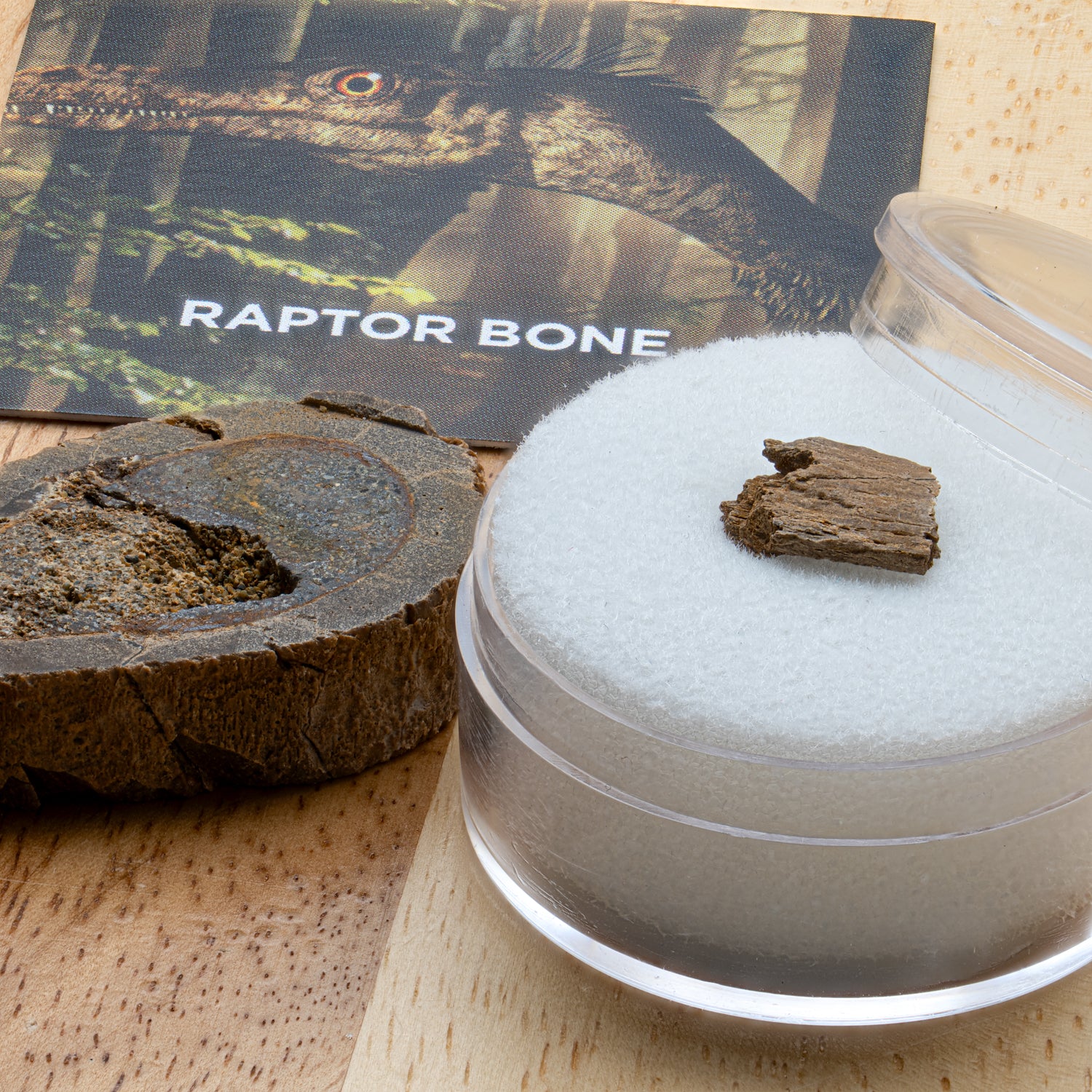 Raptor Bone - Image 2