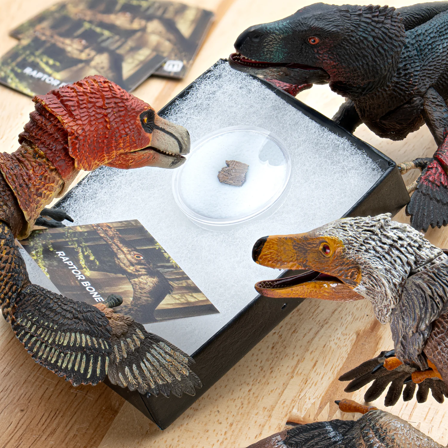 Raptor Bone - Image 5