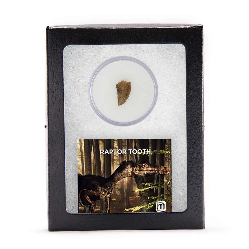 Raptor Tooth