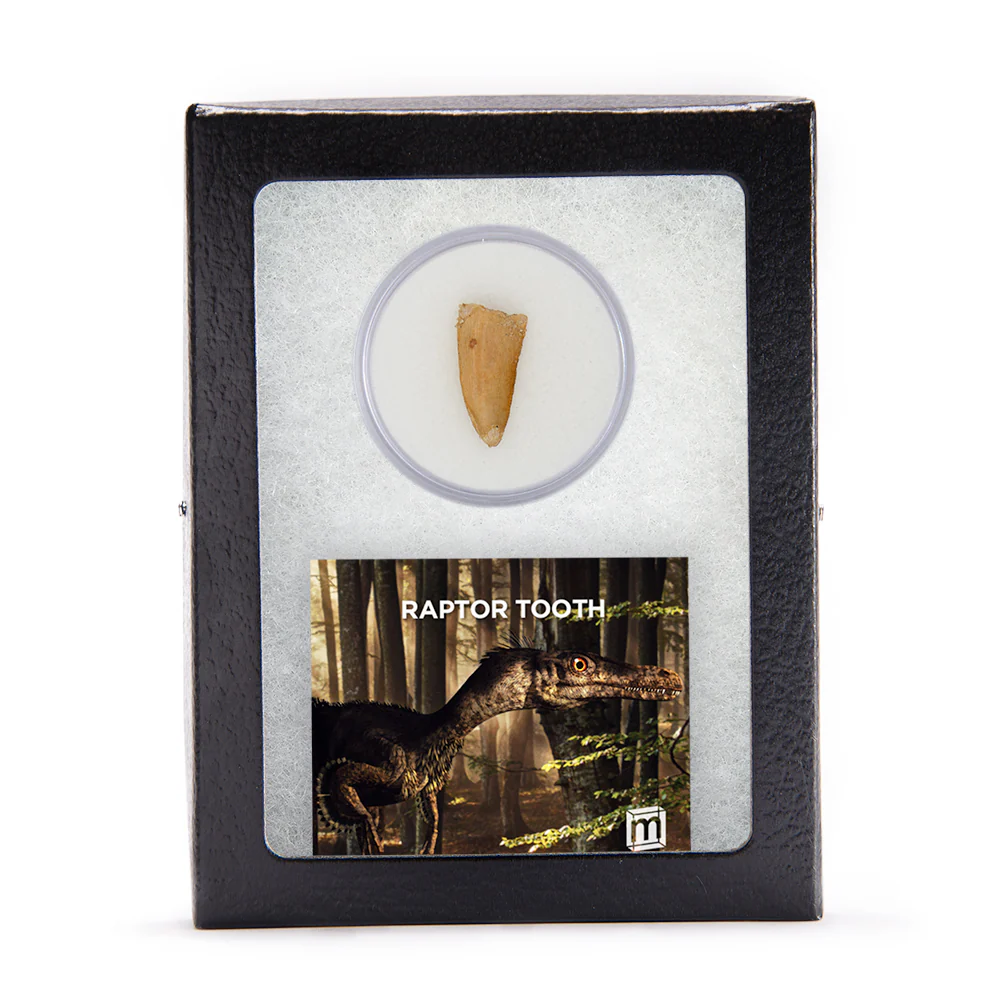 Raptor Tooth - Image 3