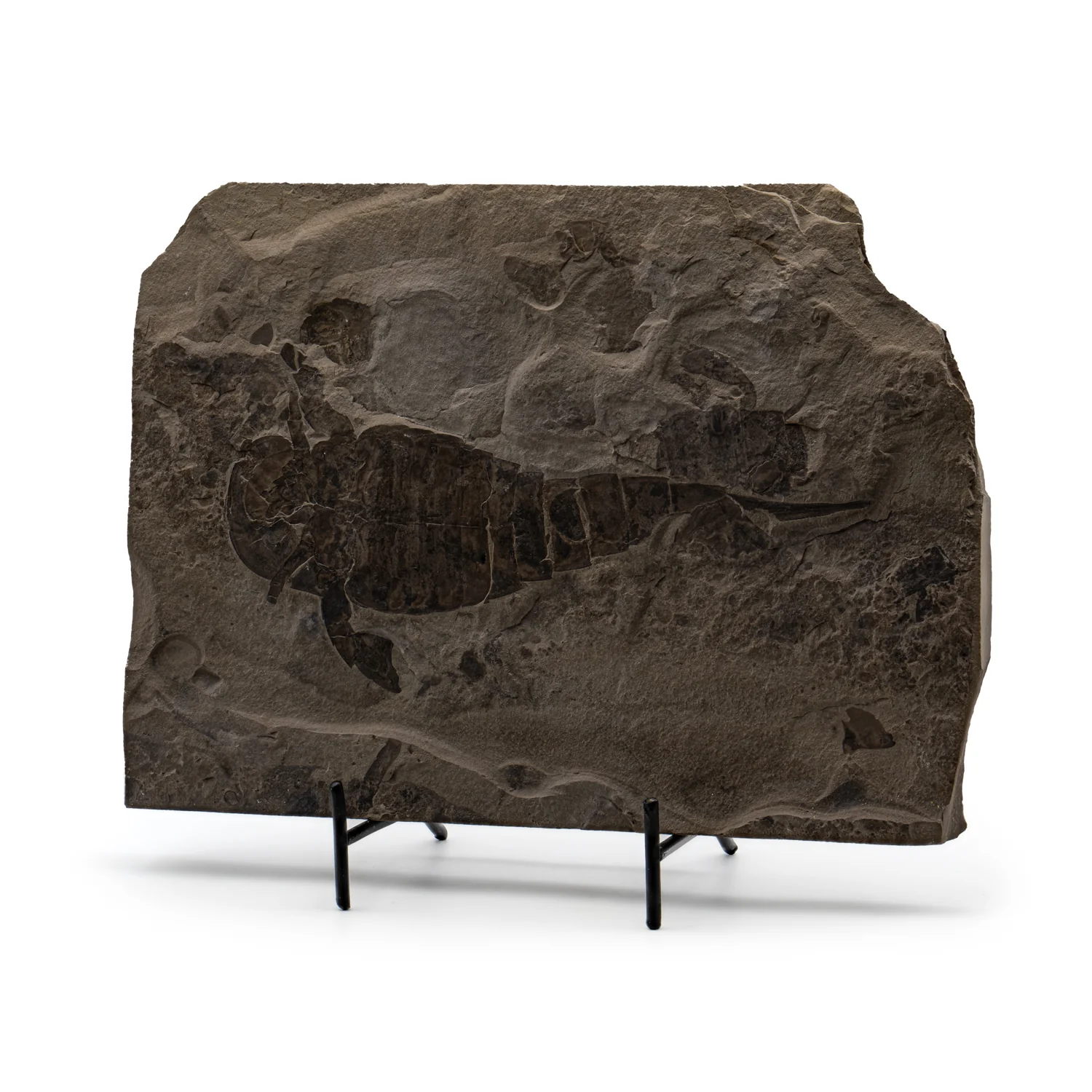 Sea Scorpion Eurypterids - SOLD 8.42" & 2.49" Eurypterus remipe Fossils - Image 3