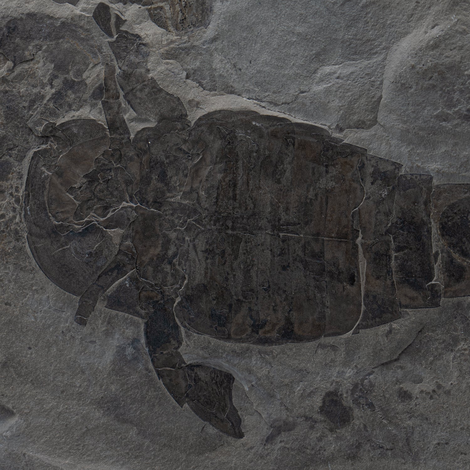 Sea Scorpion Eurypterids - SOLD 8.42" & 2.49" Eurypterus remipe Fossils - Image 4
