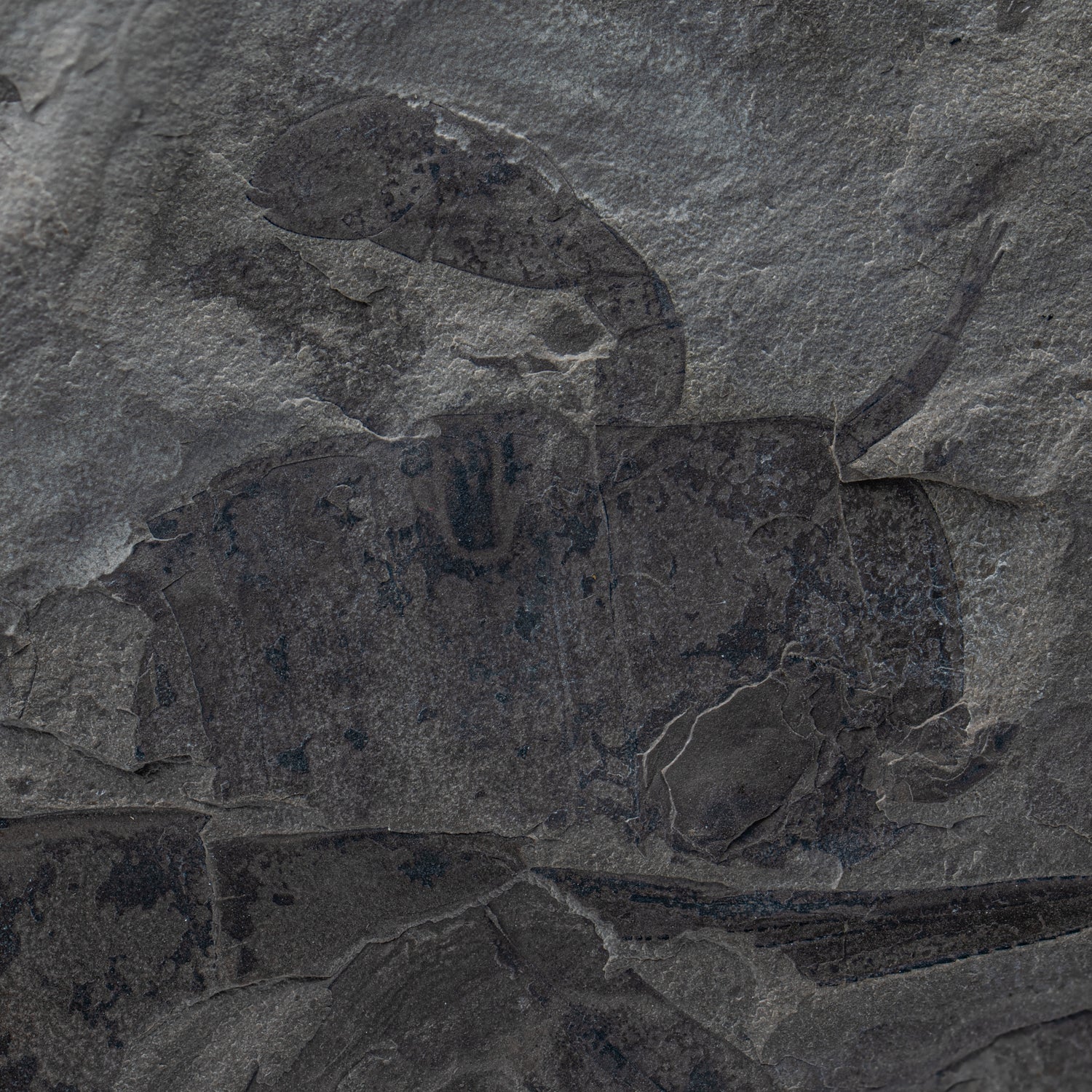 Sea Scorpion Eurypterids - SOLD 8.42" & 2.49" Eurypterus remipe Fossils - Image 5