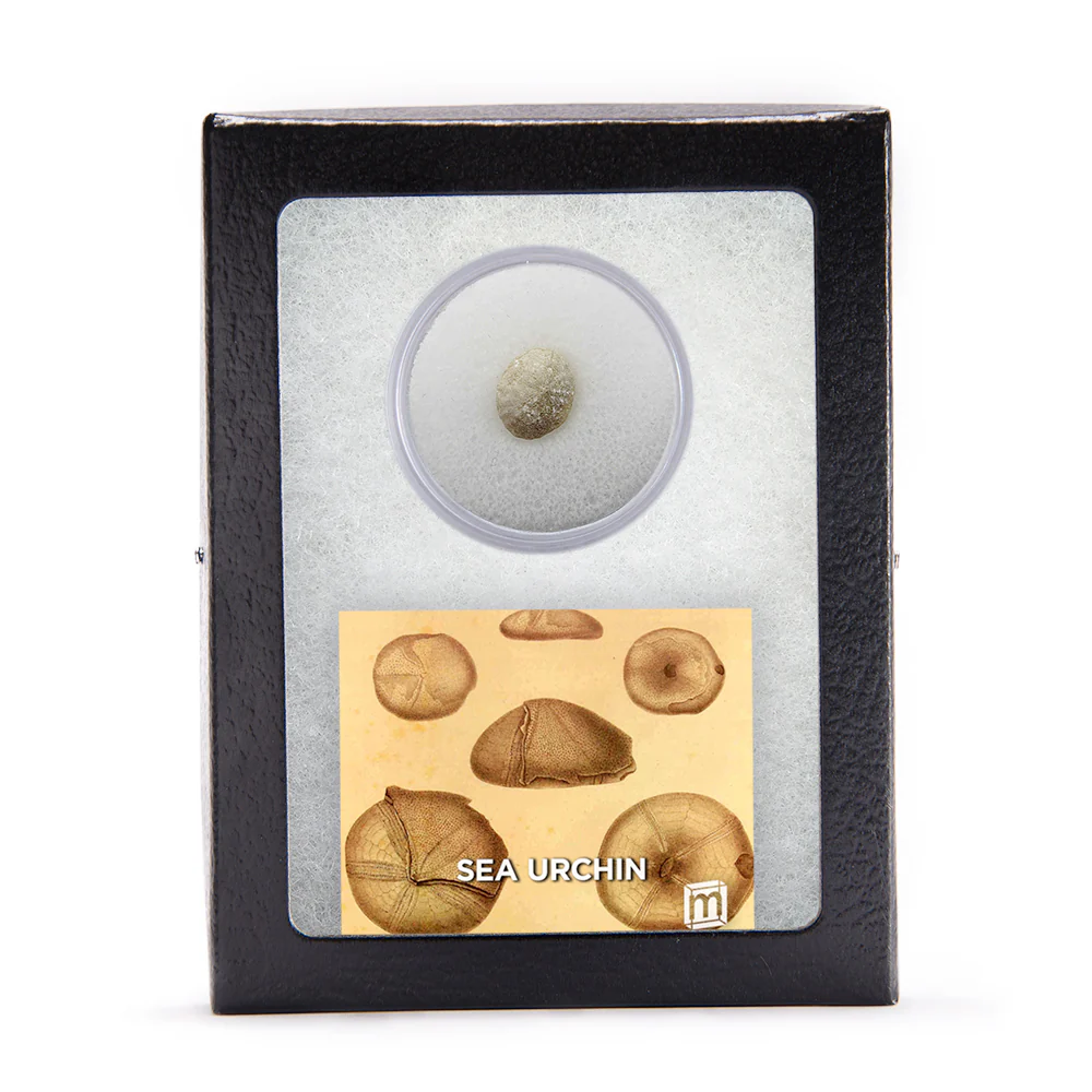 Sea Urchin - Image 4