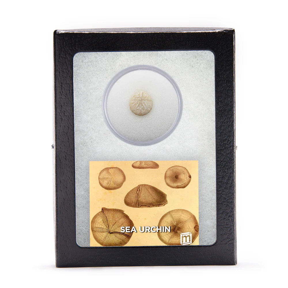 Sea Urchin - Image 6