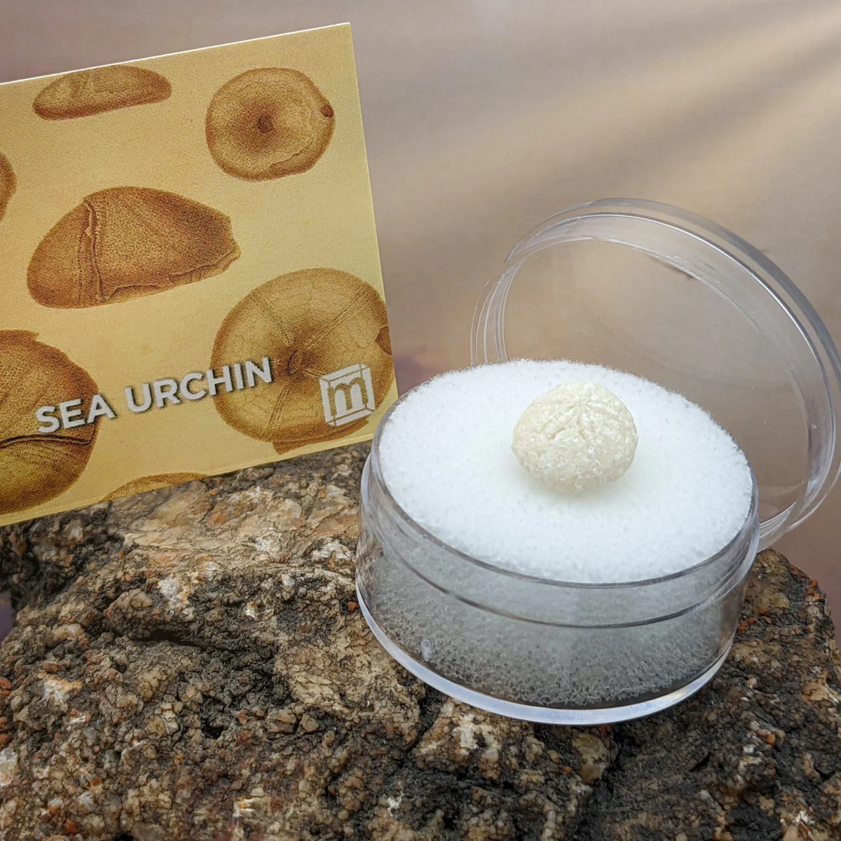 Sea Urchin - Image 7