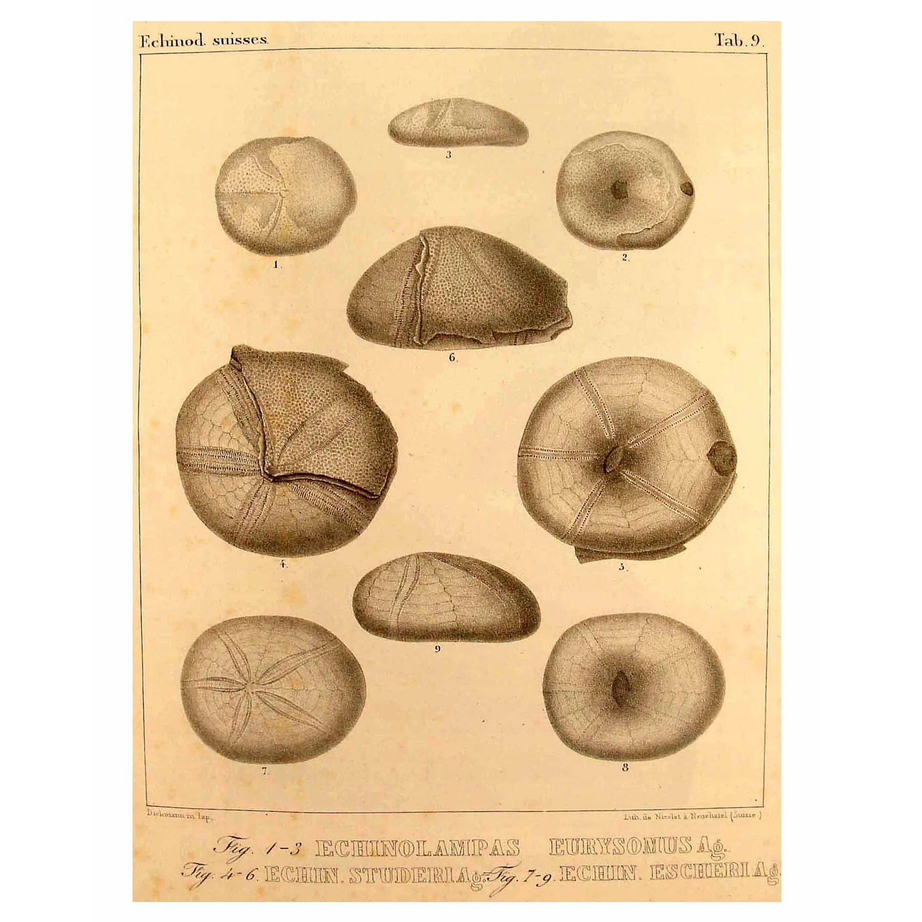 Sea Urchin - Image 8
