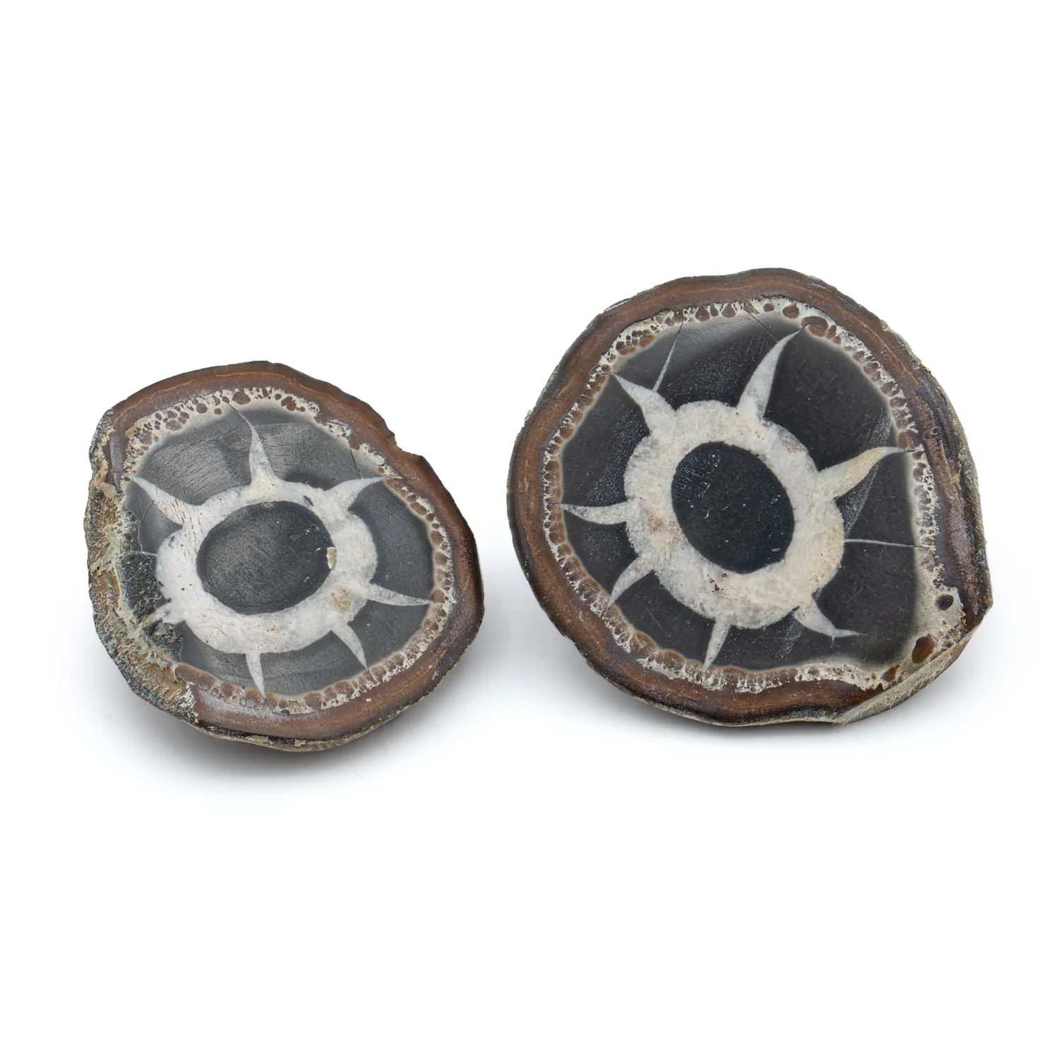Septarian Nodules - Image 11
