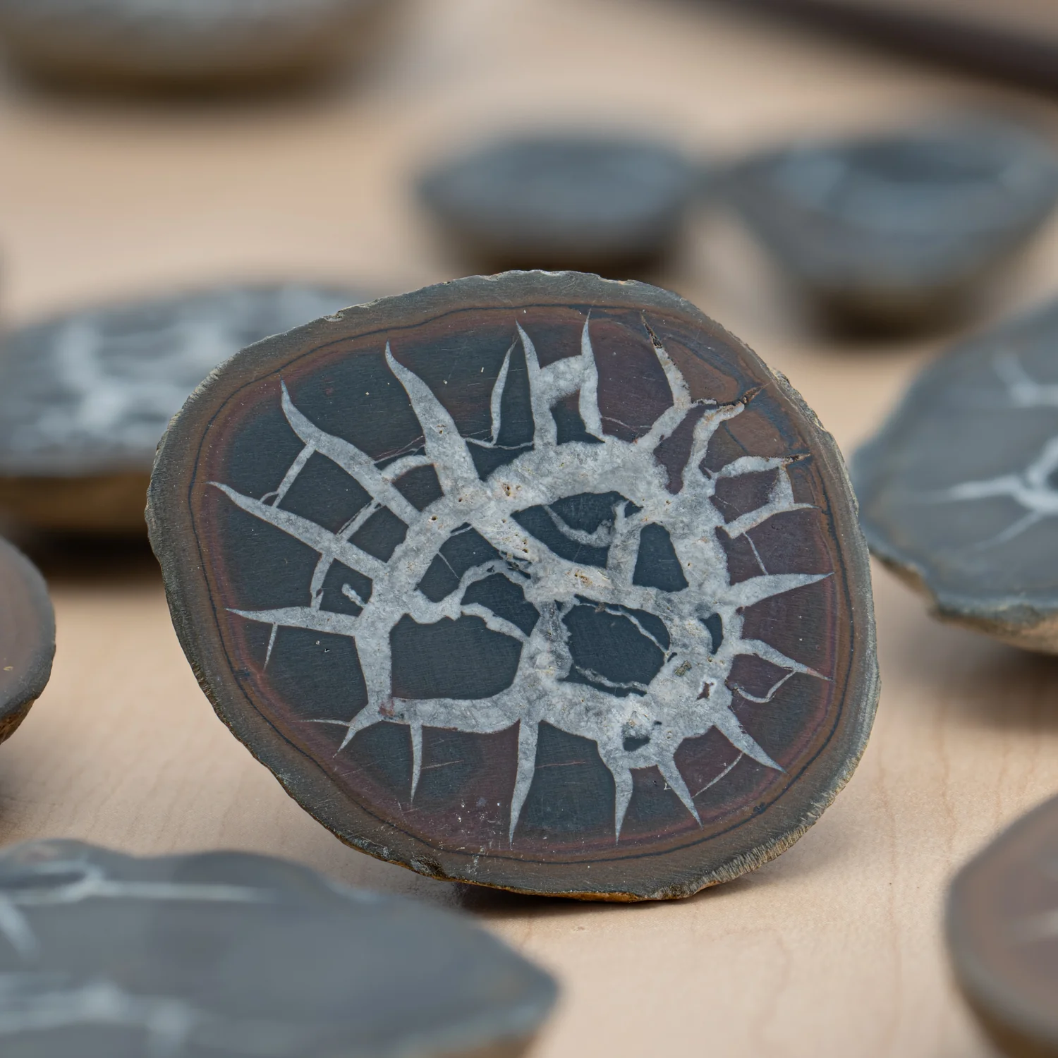 Septarian Nodules - Image 3
