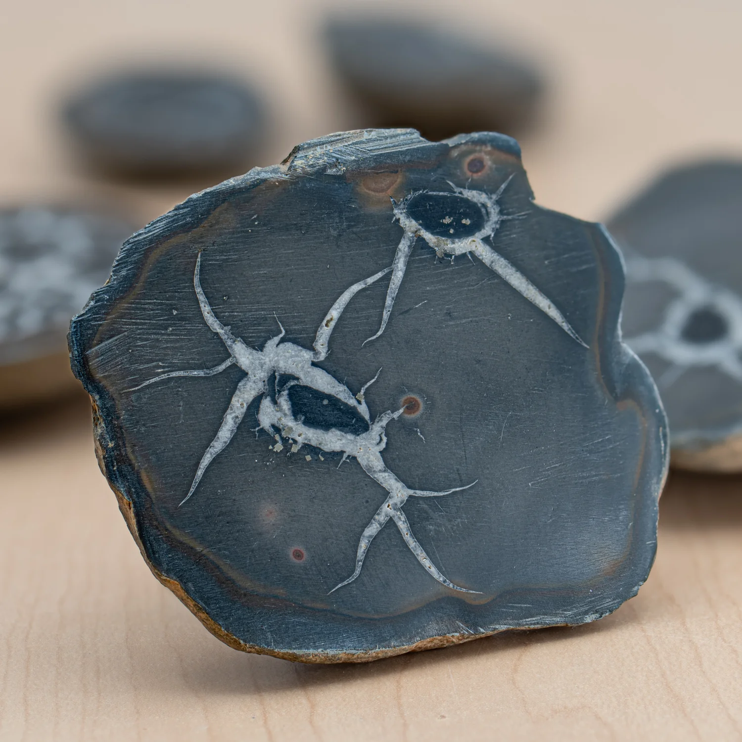 Septarian Nodules - Image 6