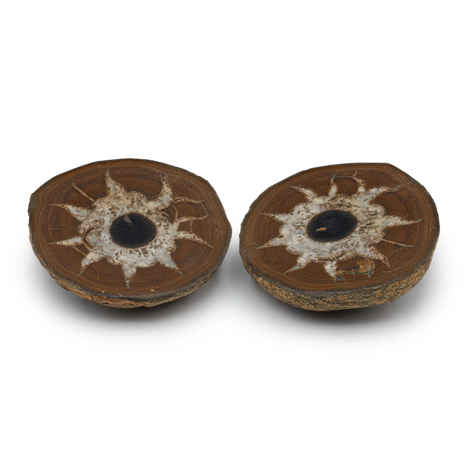Septarian Nodules - Image 7