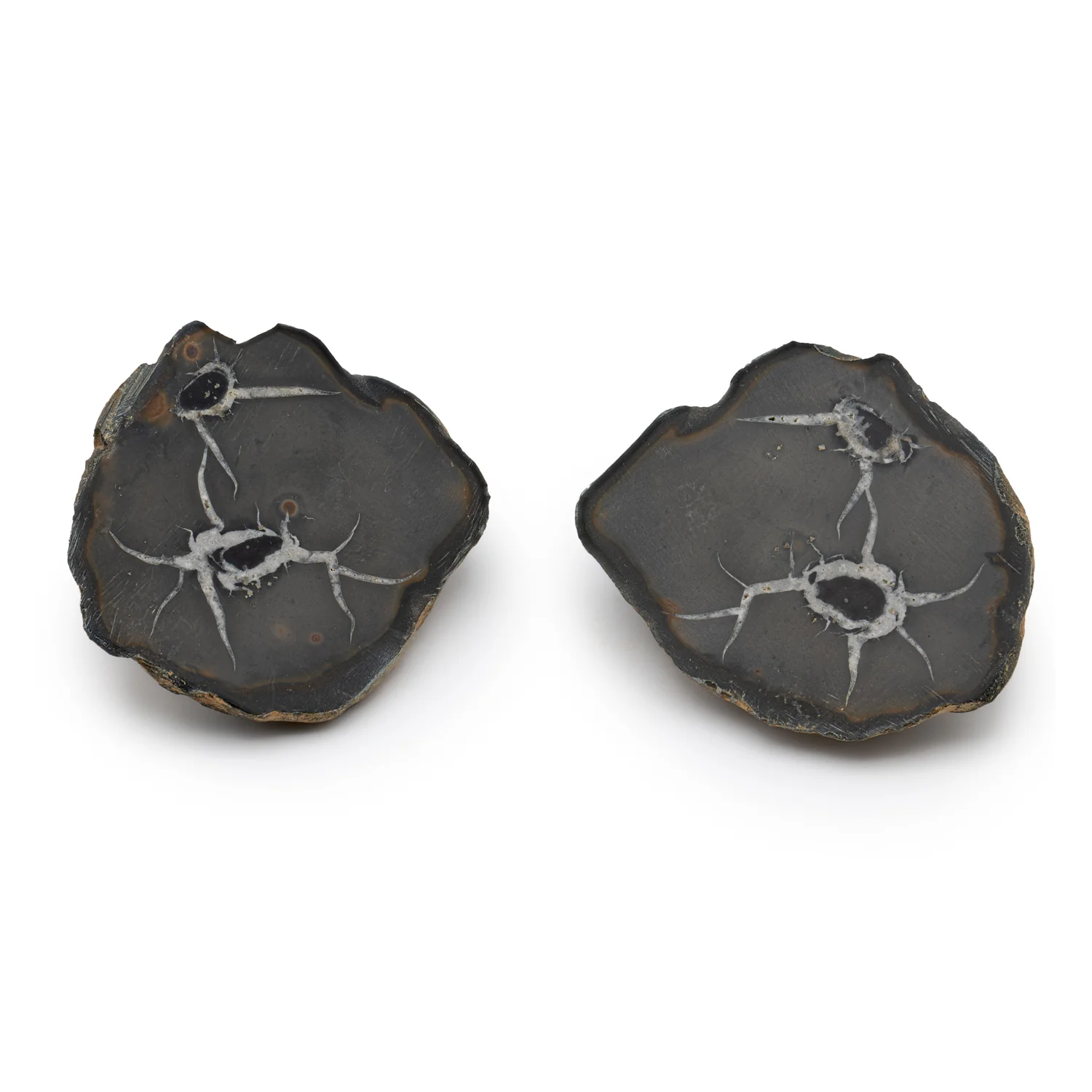 Septarian Nodules - Image 8