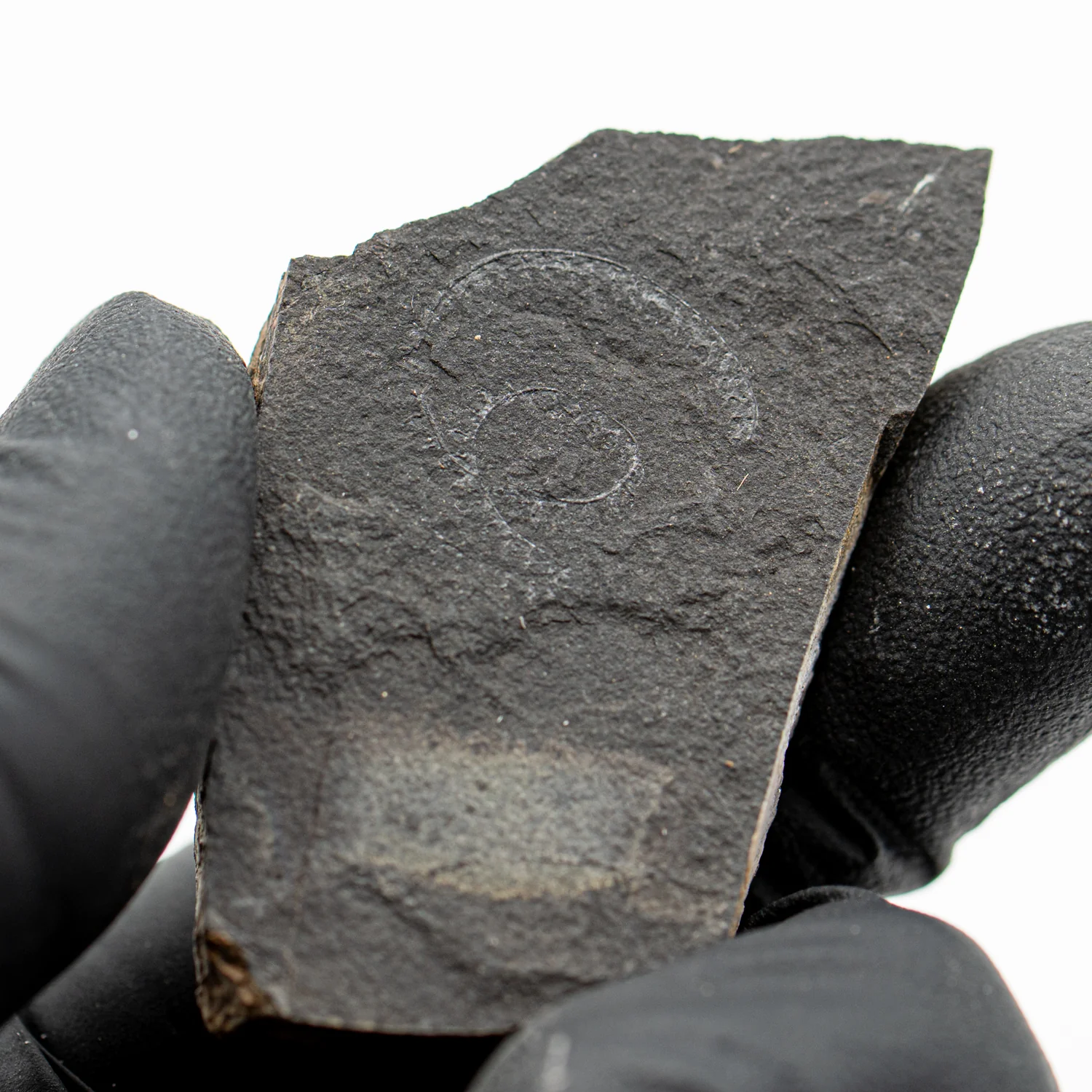 Silurian Wenlockian Star - 1.59" Spiral Graptolite - Image 2