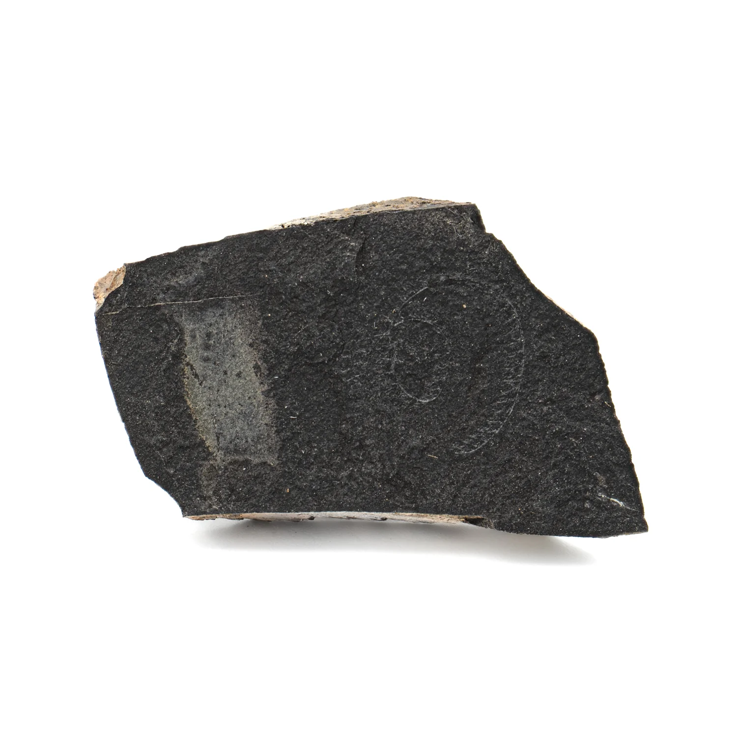 Silurian Wenlockian Star - 1.59" Spiral Graptolite - Image 3