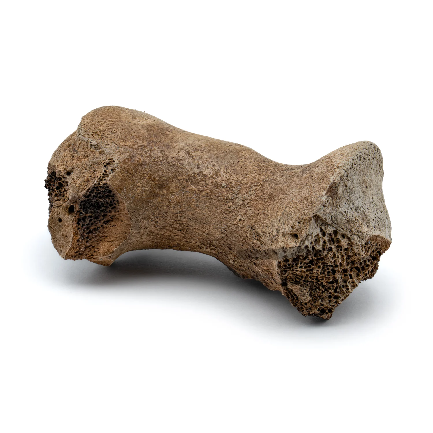 Smilodon Bone - SOLD 2.68" Phalanx Fossil