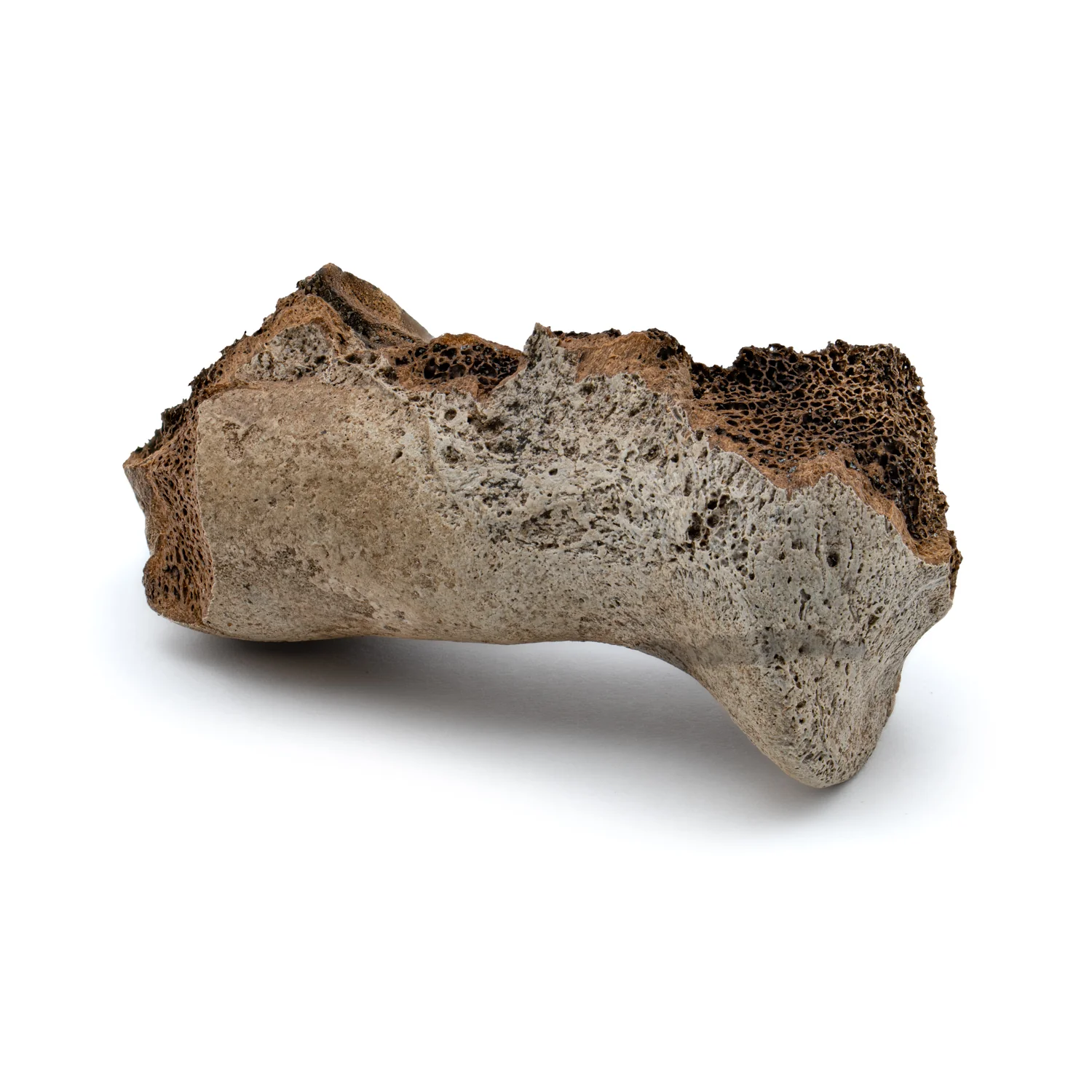 Smilodon Bone - SOLD 2.68" Phalanx Fossil - Image 2