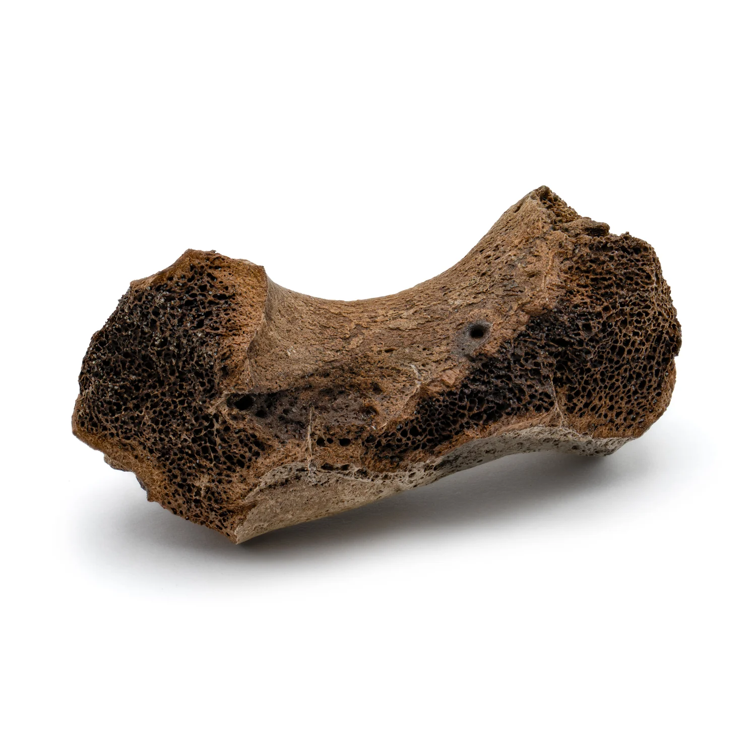 Smilodon Bone - SOLD 2.68" Phalanx Fossil - Image 3
