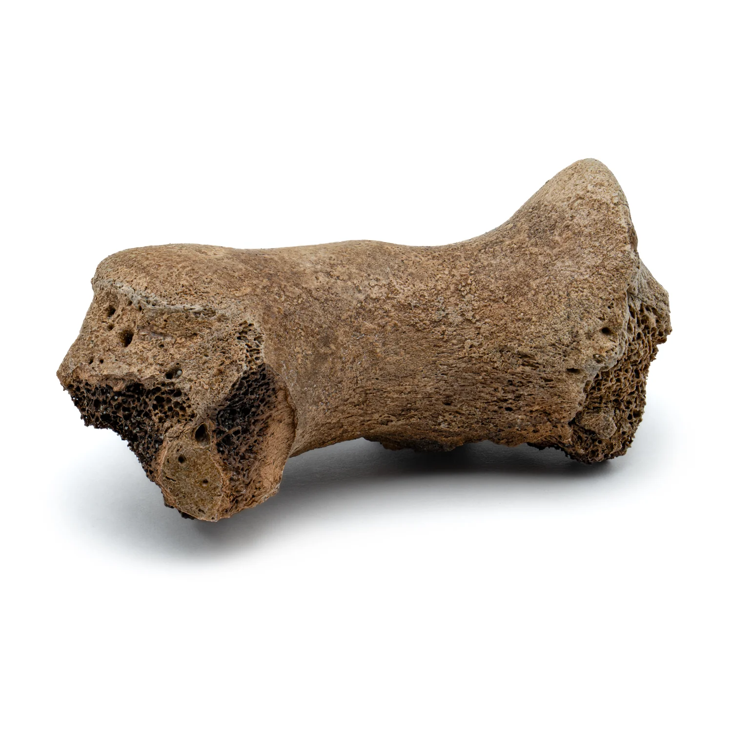 Smilodon Bone - SOLD 2.68" Phalanx Fossil - Image 4