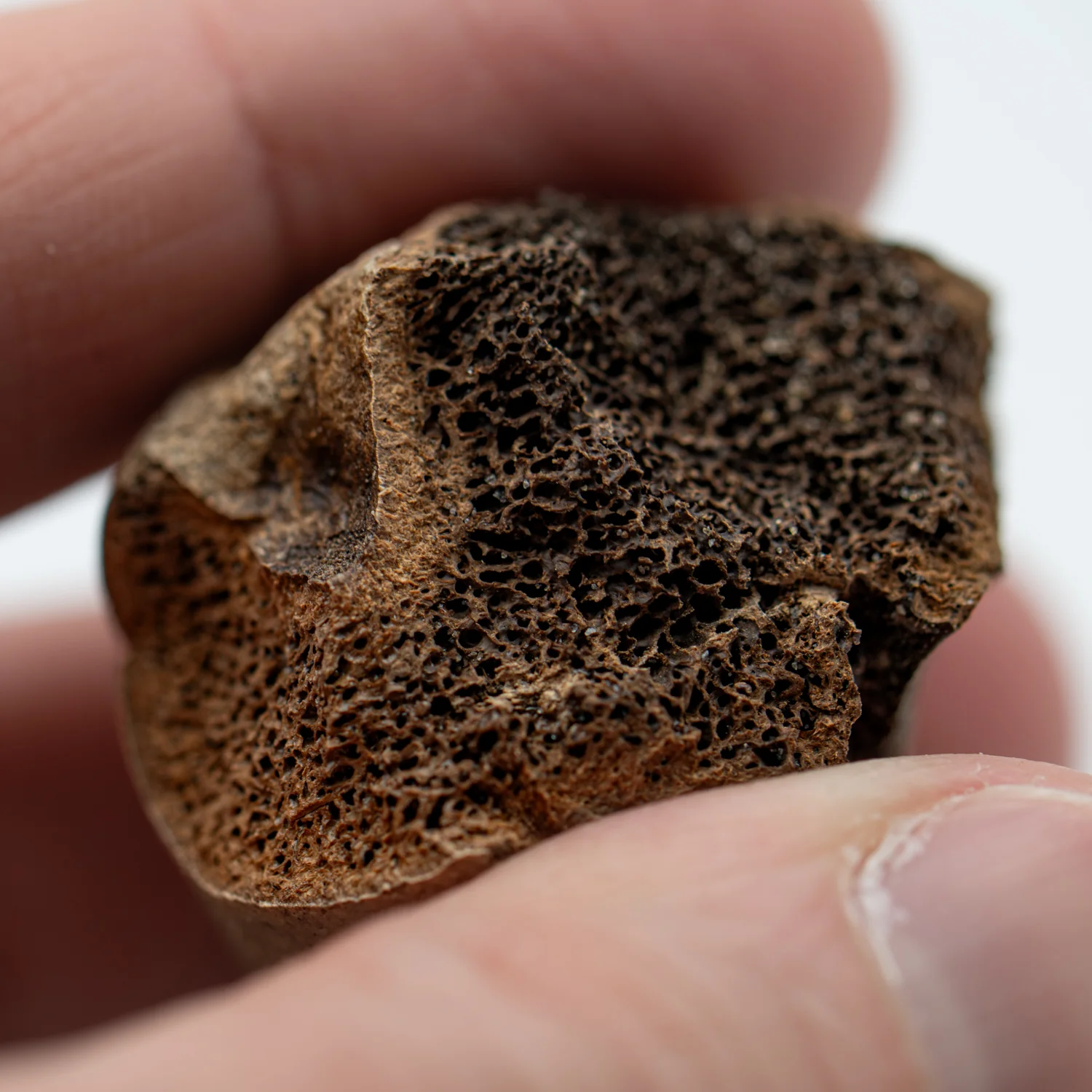 Smilodon Bone - SOLD 2.68" Phalanx Fossil - Image 5