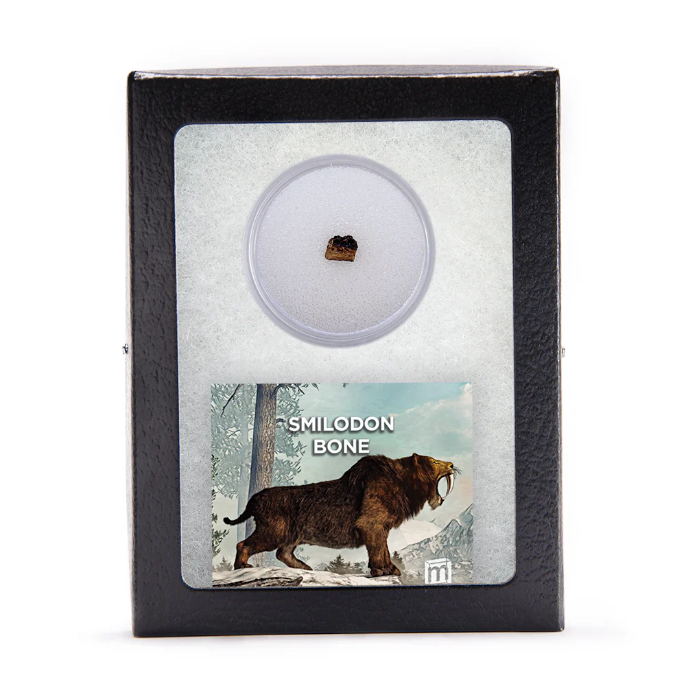 Smilodon Bone - Image 4