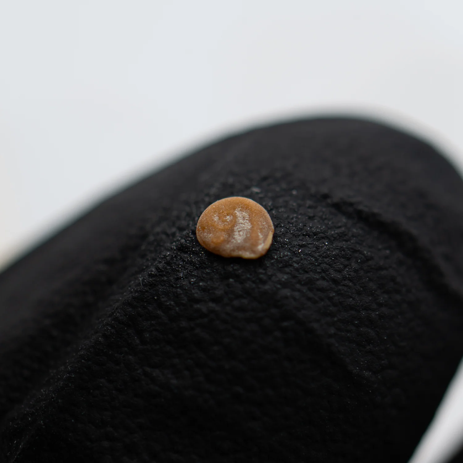Space Exposed Tomato Seeds - Image 8