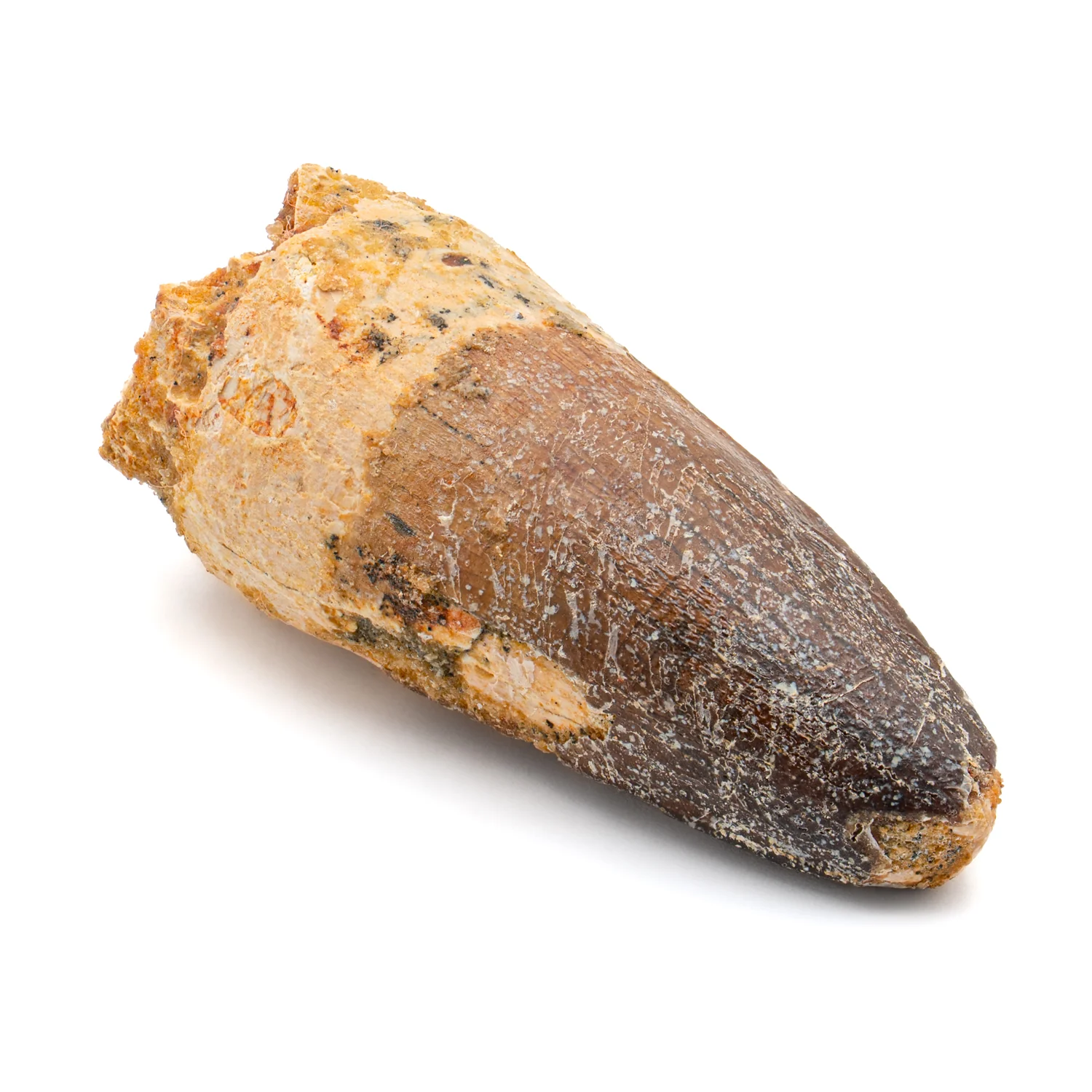 Spinosaurus Tooth - SOLD 2.029" Natural Wear Fossil - Image 2