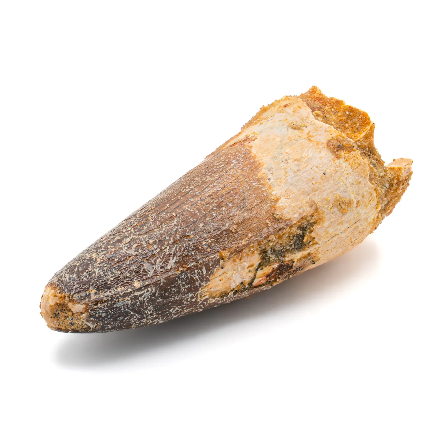 Spinosaurus Tooth - SOLD 2.029" Natural Wear Fossil - Image 3