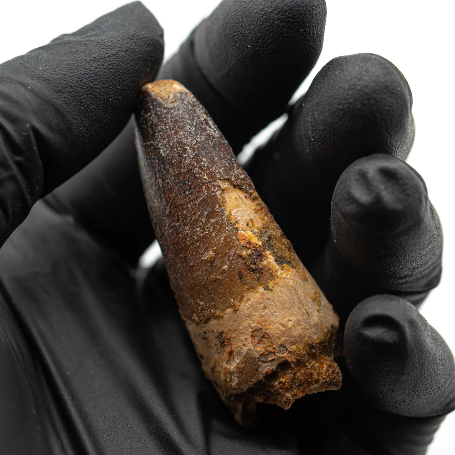 Spinosaurus Tooth - SOLD 2.029" Natural Wear Fossil - Image 4