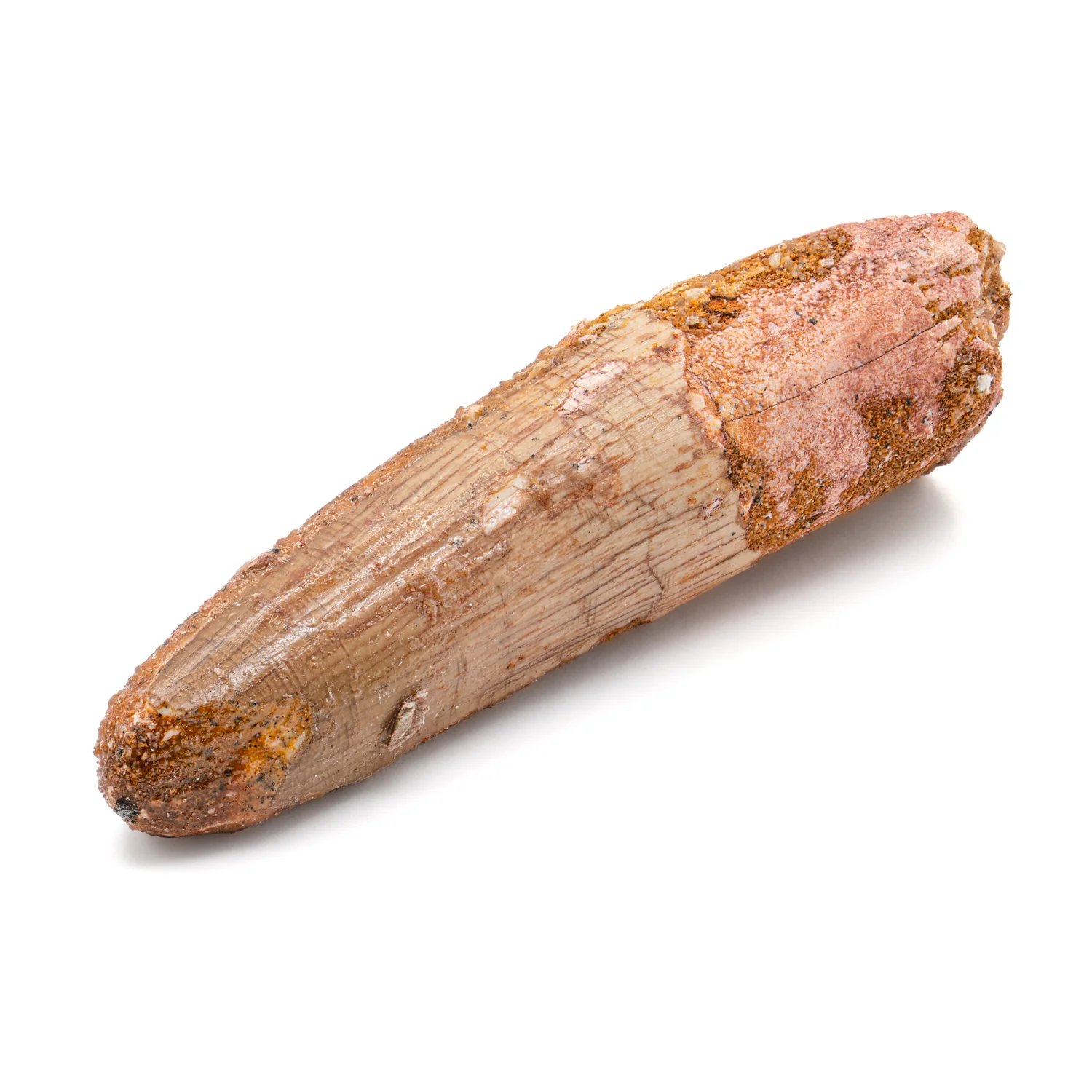 Spinosaurus Tooth - SOLD 2.101" Natural Wear Fossil
