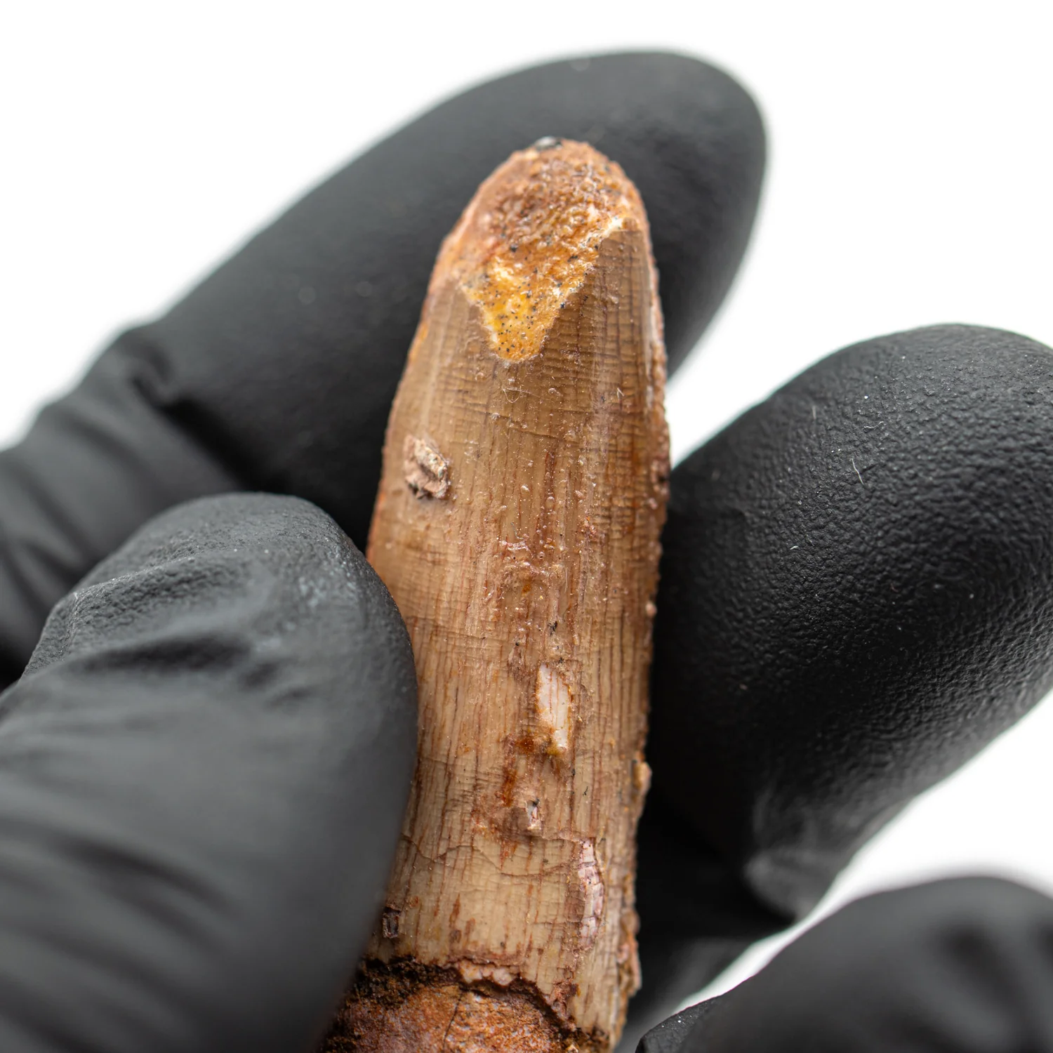 Spinosaurus Tooth - SOLD 2.101" Natural Wear Fossil - Image 2