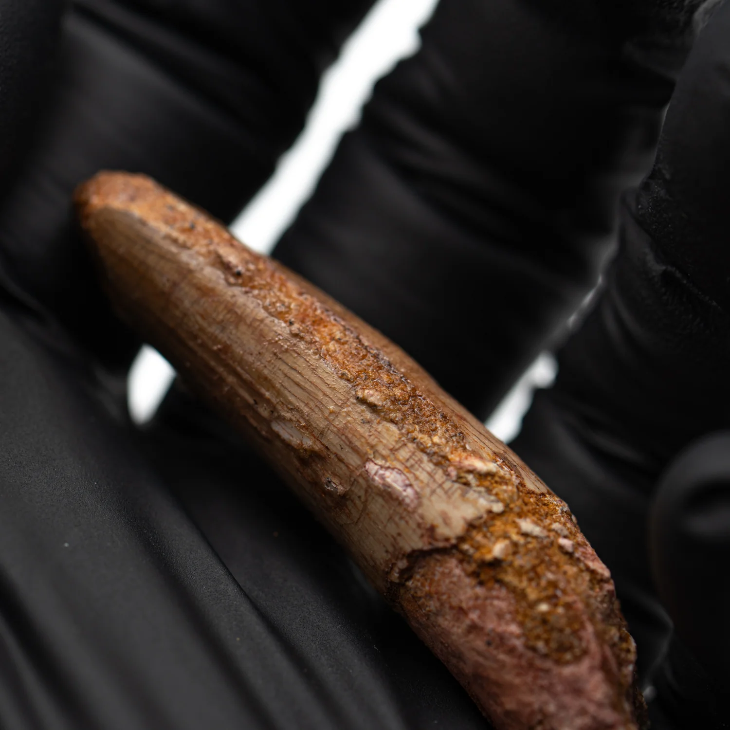 Spinosaurus Tooth - SOLD 2.101" Natural Wear Fossil - Image 3
