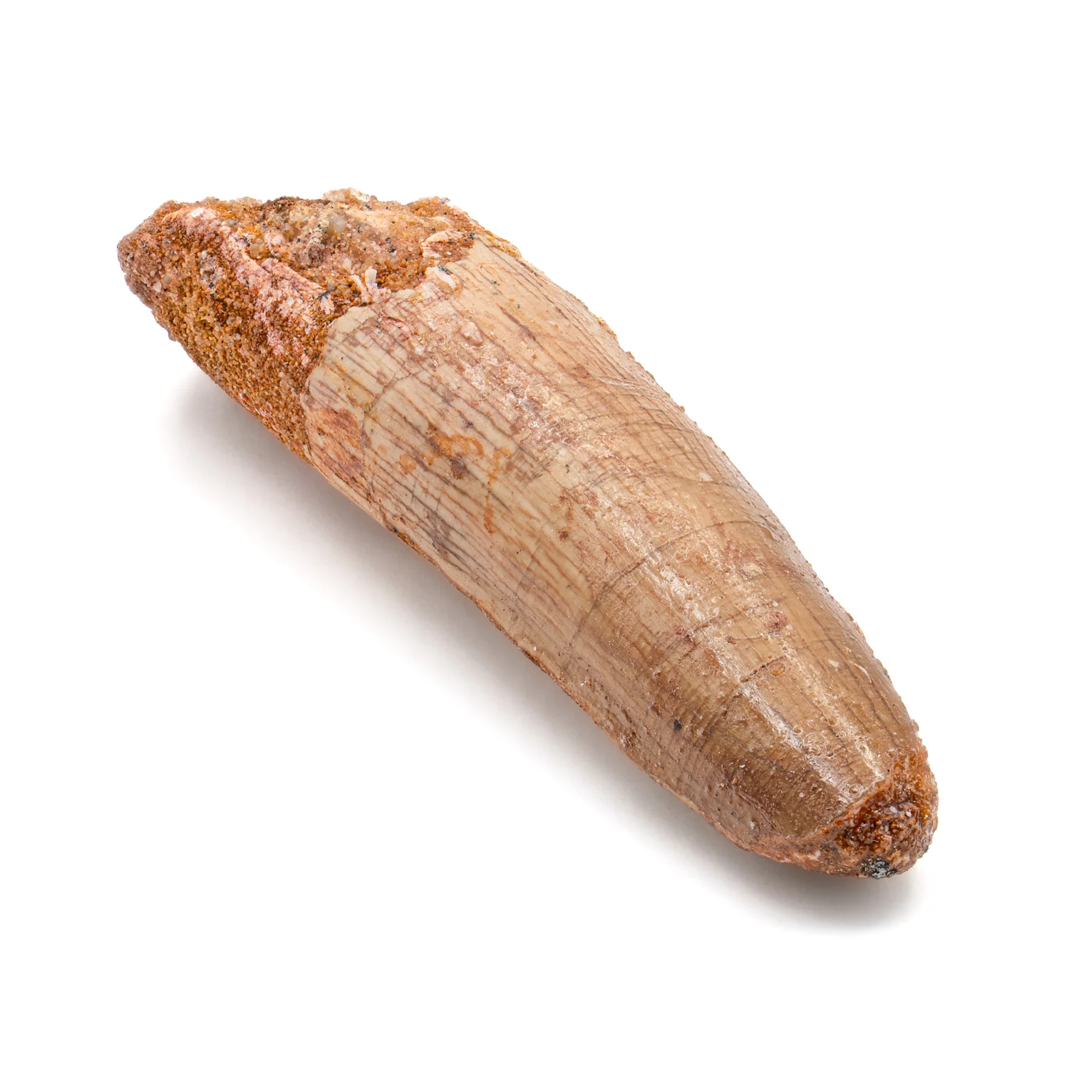 Spinosaurus Tooth - SOLD 2.101" Natural Wear Fossil - Image 4