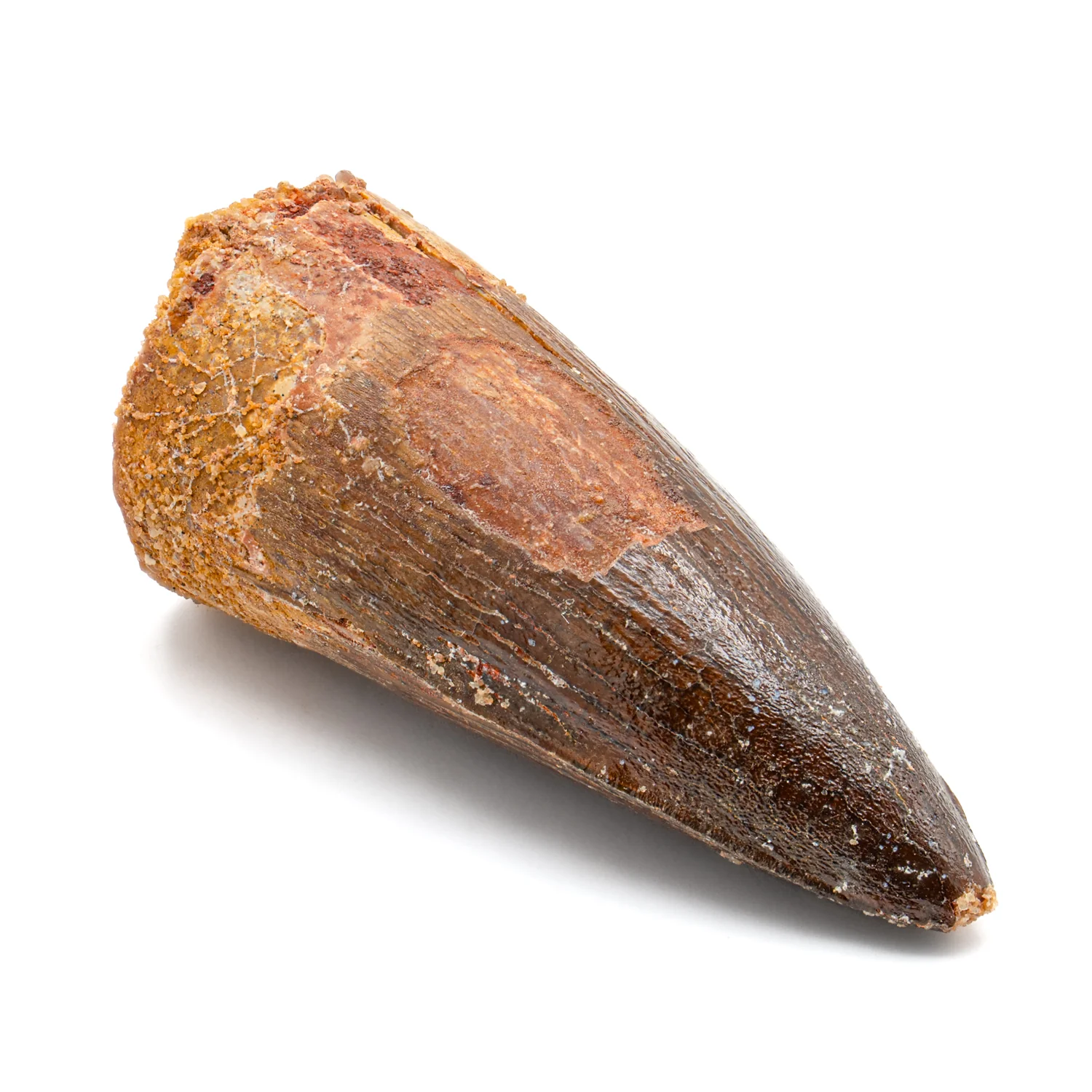 Spinosaurus Tooth - SOLD 2.156" Natural Wear Fossil - Image 2