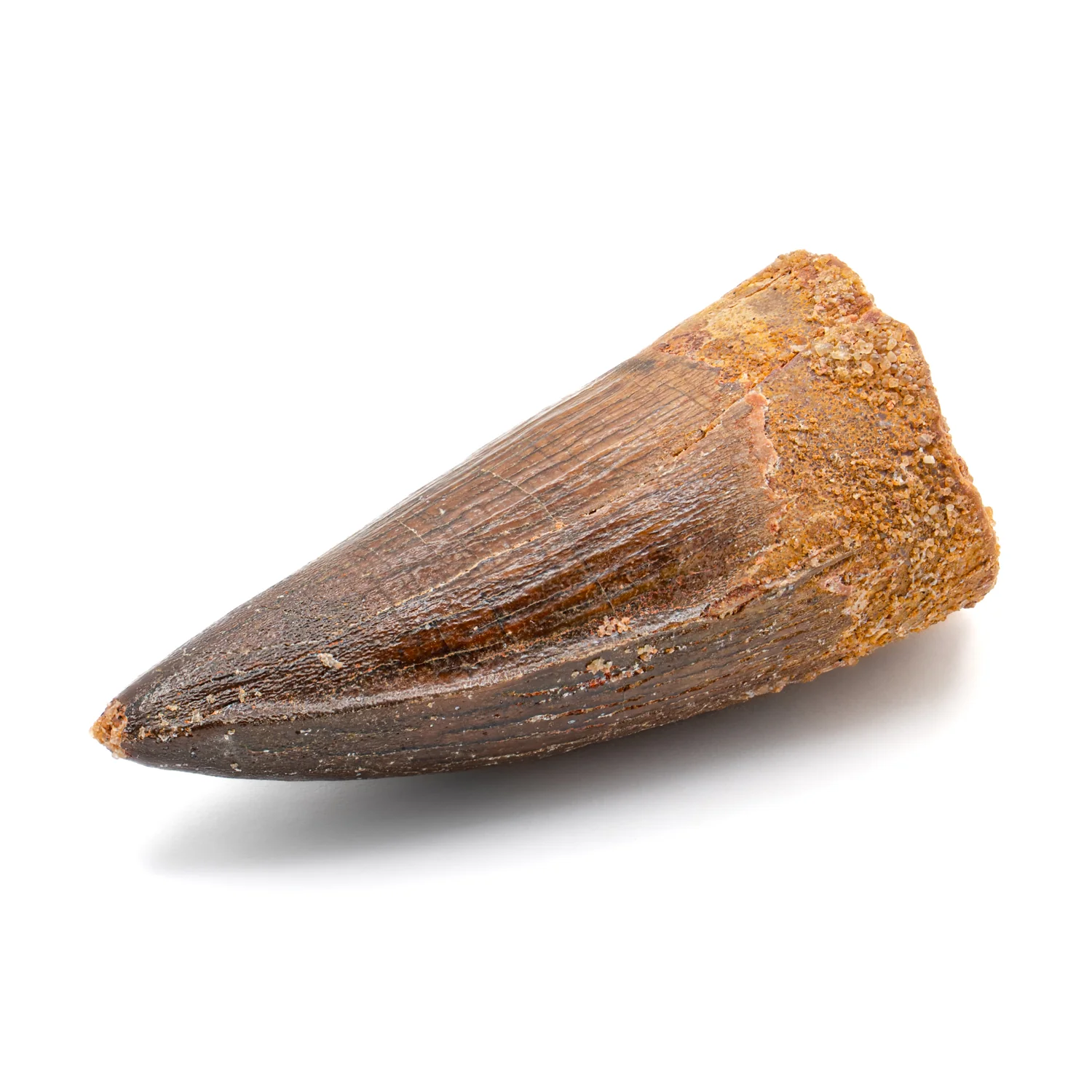 Spinosaurus Tooth - SOLD 2.156" Natural Wear Fossil - Image 3