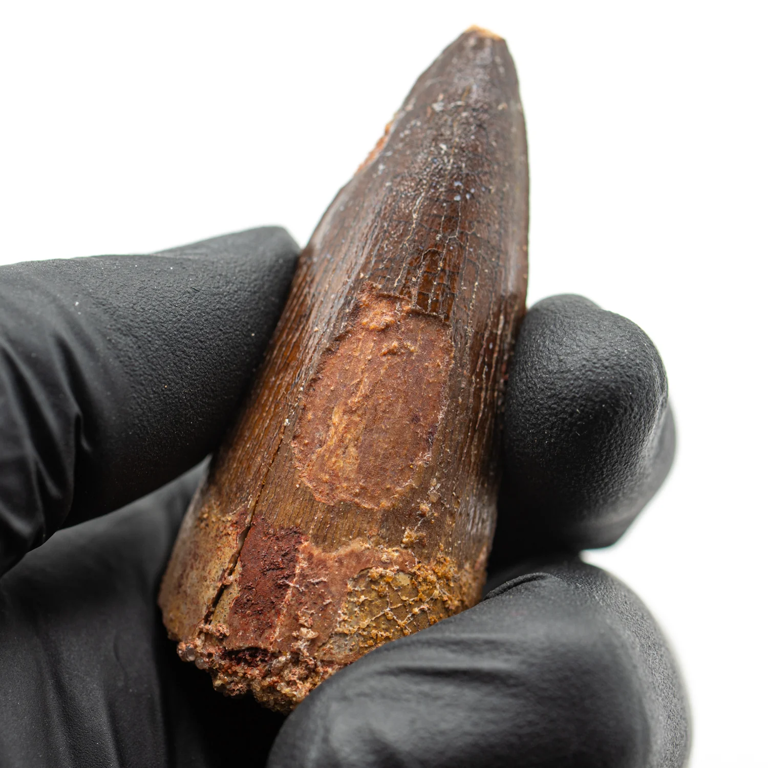 Spinosaurus Tooth - SOLD 2.156" Natural Wear Fossil - Image 4
