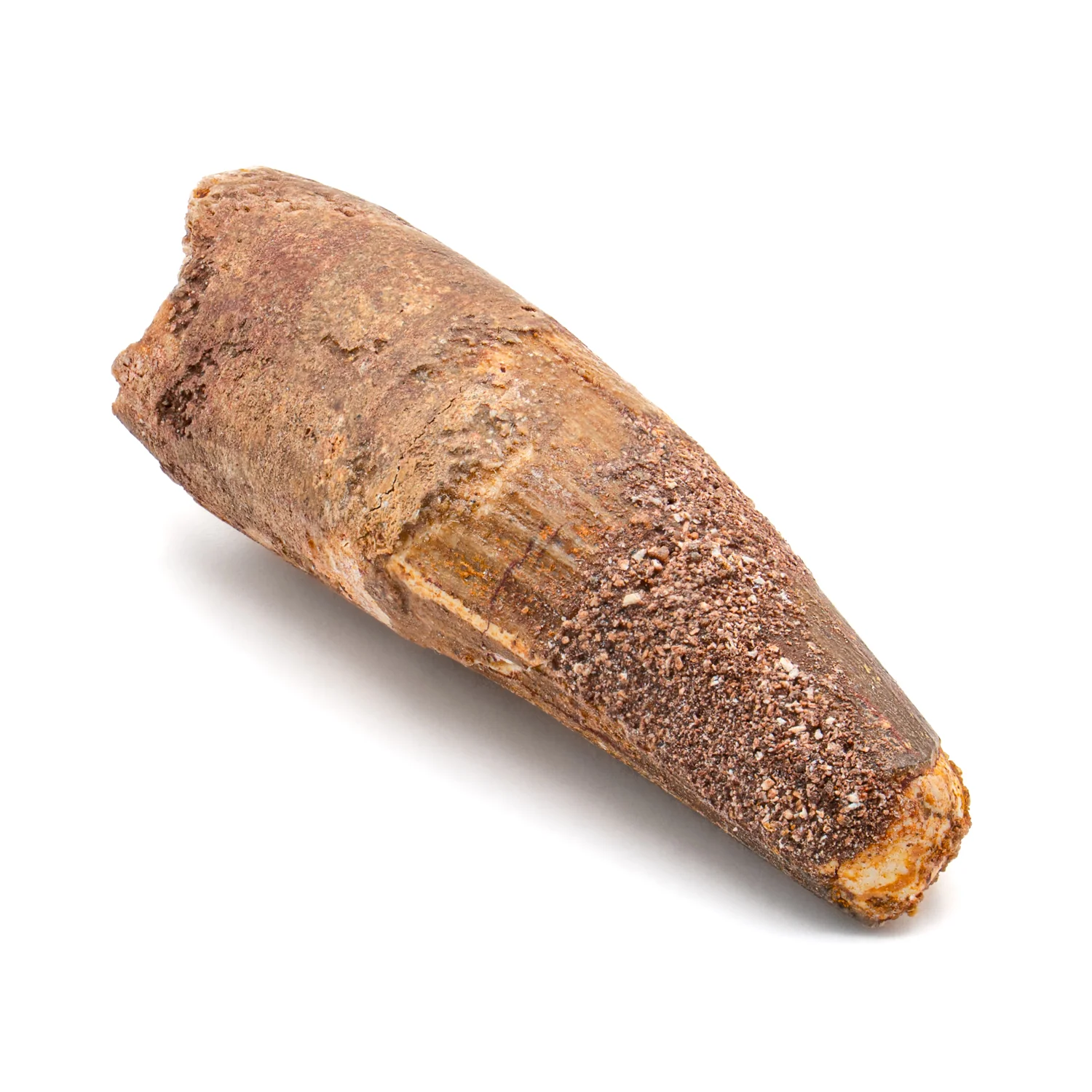 Spinosaurus Tooth - SOLD 2.188" Natural Wear Fossil - Image 2