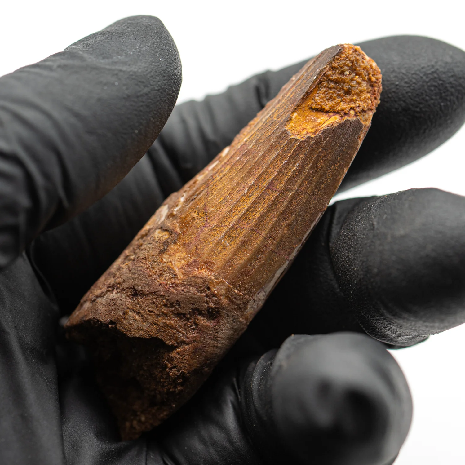 Spinosaurus Tooth - SOLD 2.188" Natural Wear Fossil - Image 3