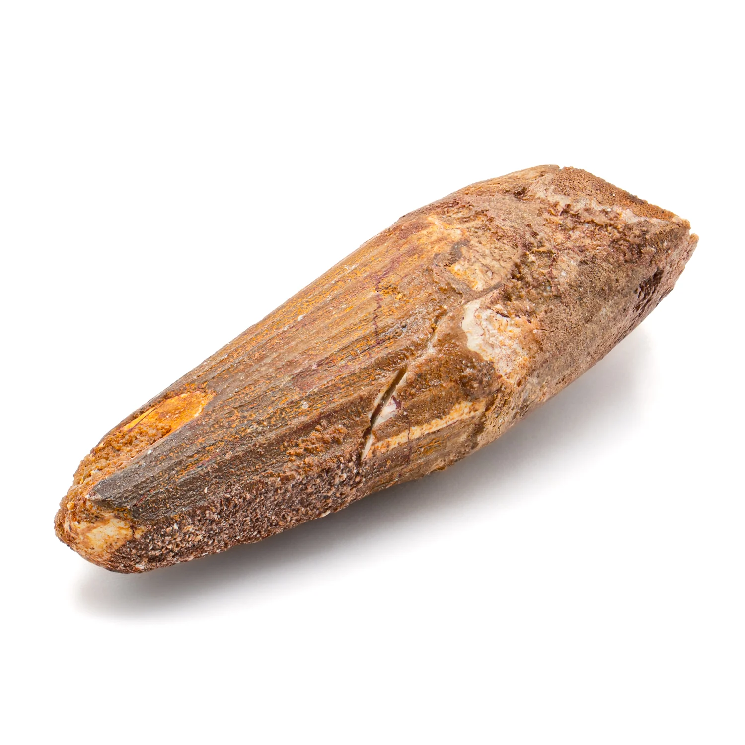 Spinosaurus Tooth - SOLD 2.188" Natural Wear Fossil - Image 4