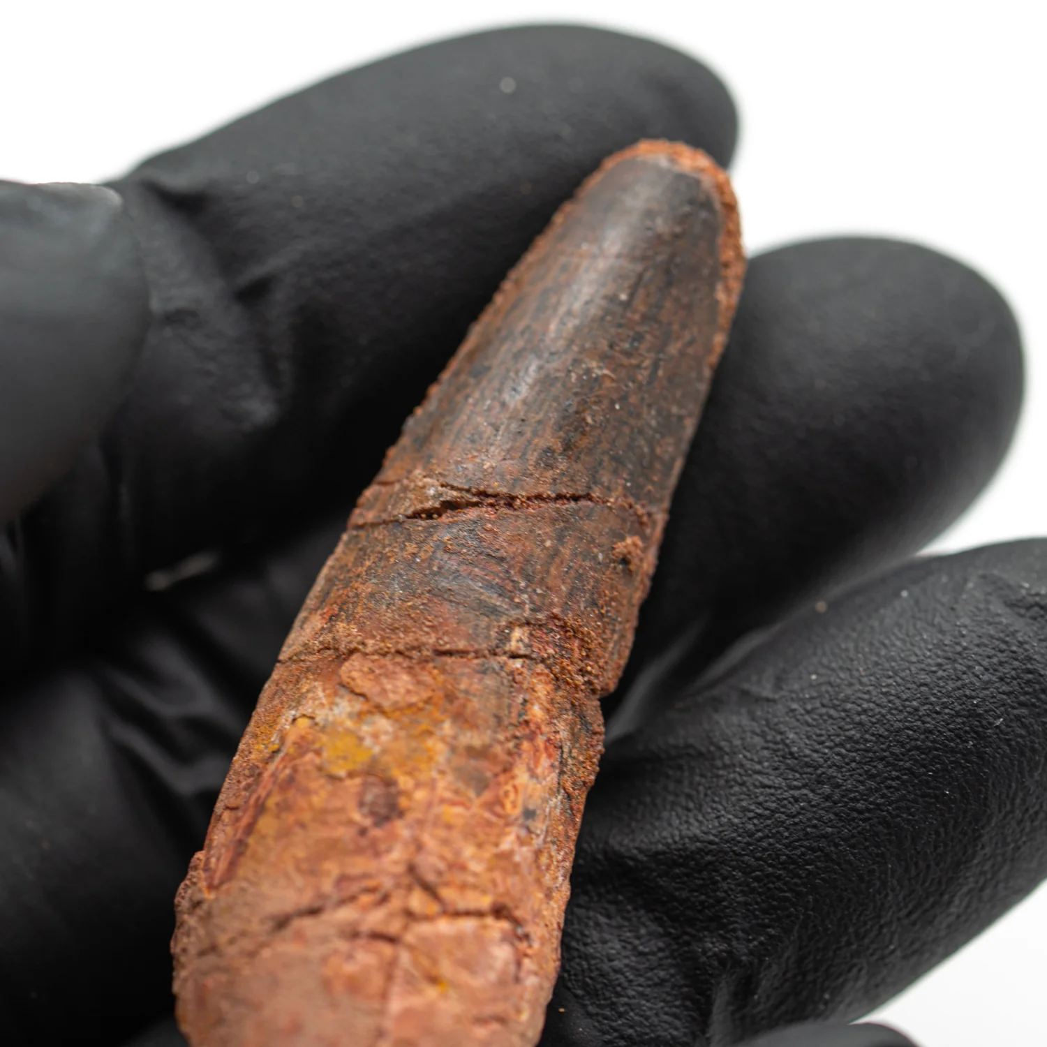 Spinosaurus Tooth - SOLD 2.190" Natural Wear Fossil
