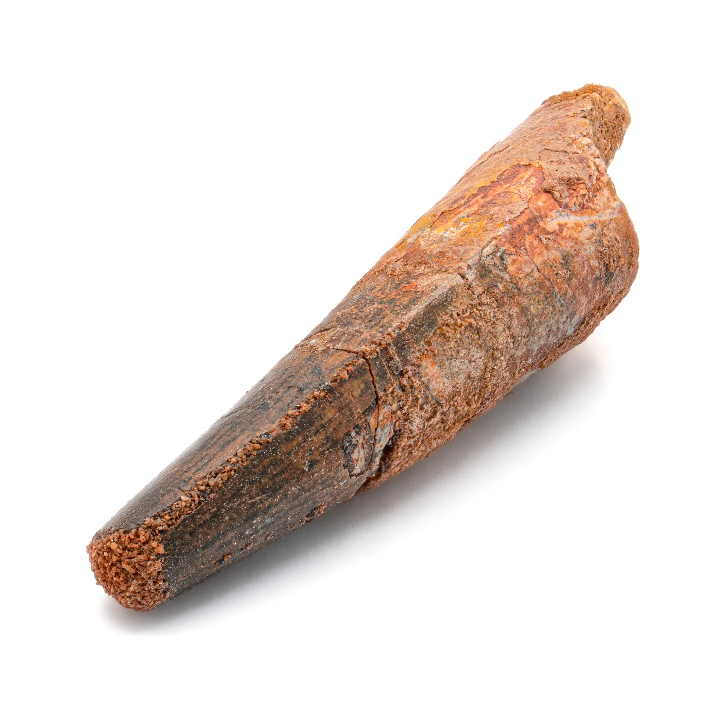 Spinosaurus Tooth - SOLD 2.190" Natural Wear Fossil - Image 2