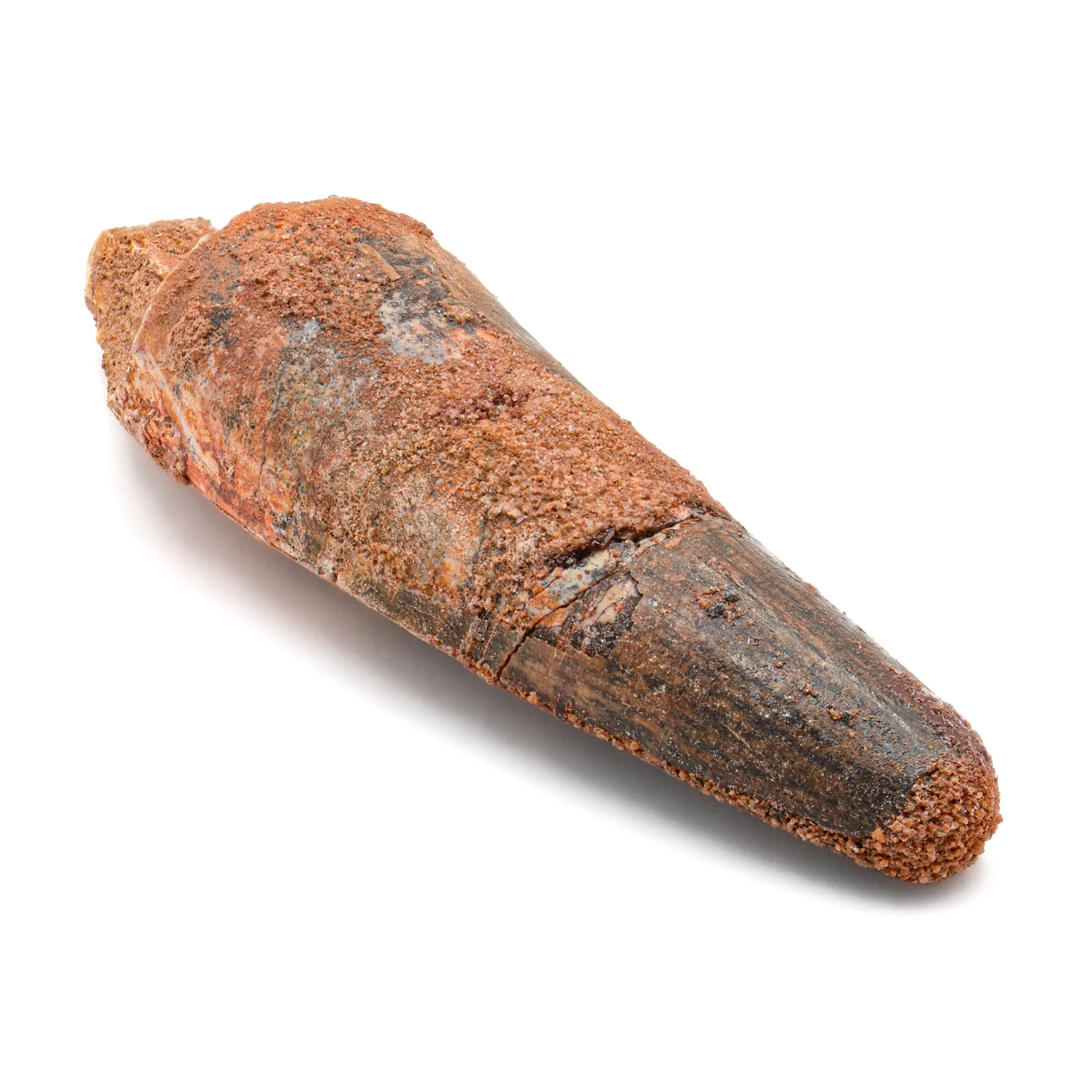 Spinosaurus Tooth - SOLD 2.190" Natural Wear Fossil - Image 3