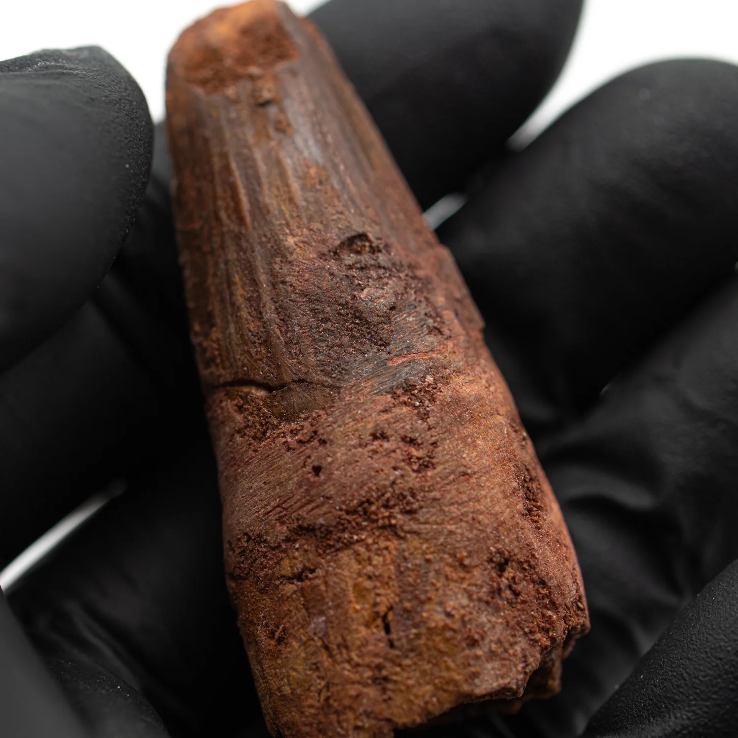 Spinosaurus Tooth - SOLD 2.199" Natural Wear Fossil