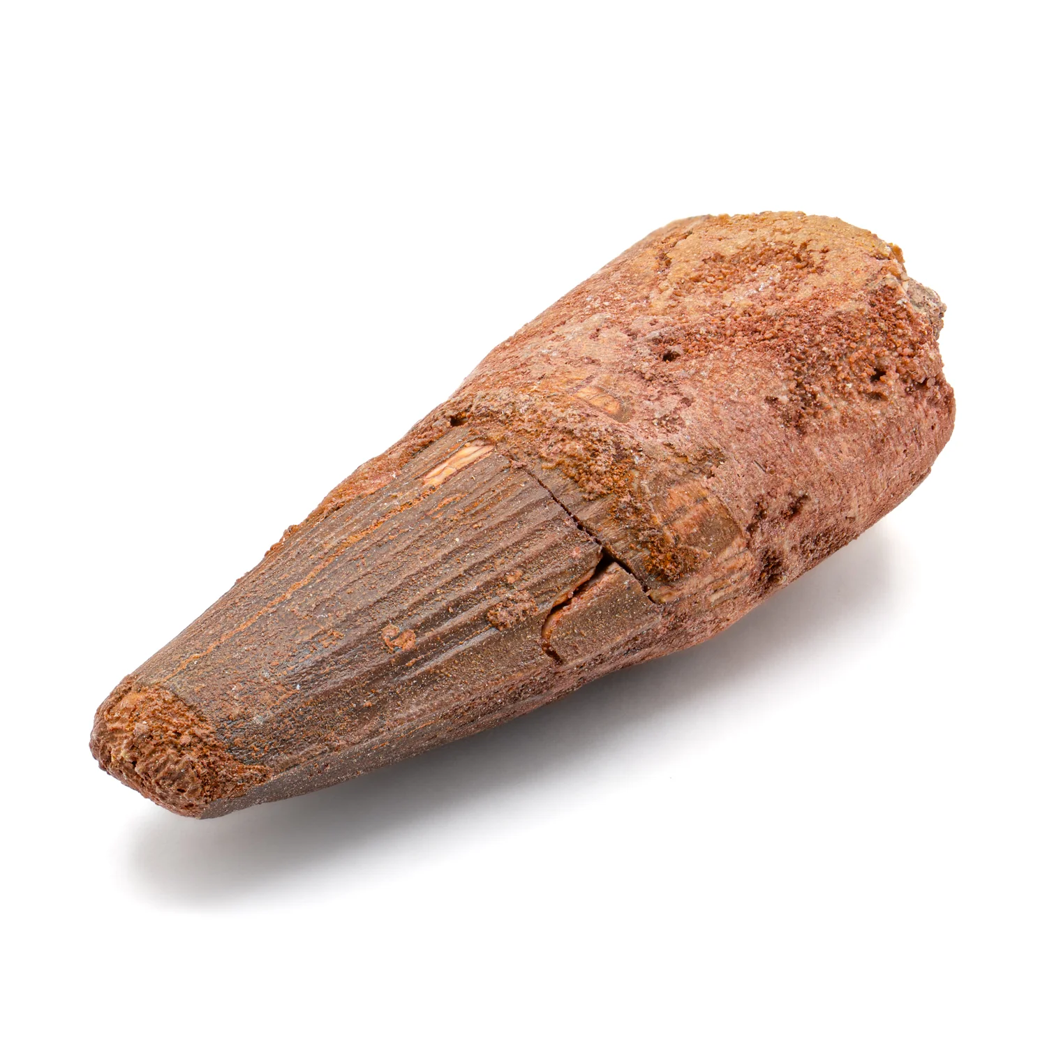 Spinosaurus Tooth - SOLD 2.199" Natural Wear Fossil - Image 2